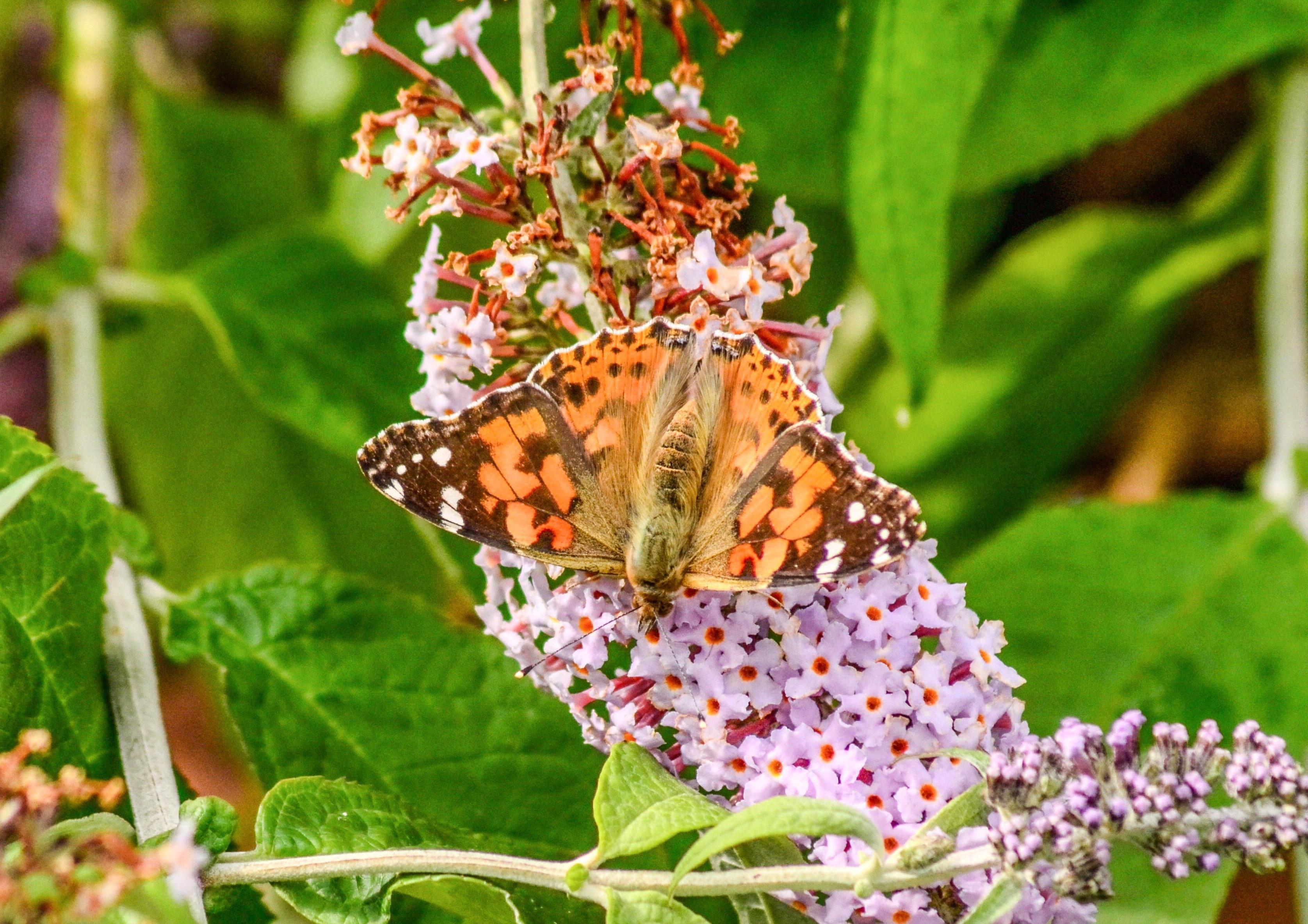 A painted lady butterfly in Edinburgh, by Alan Pottinger