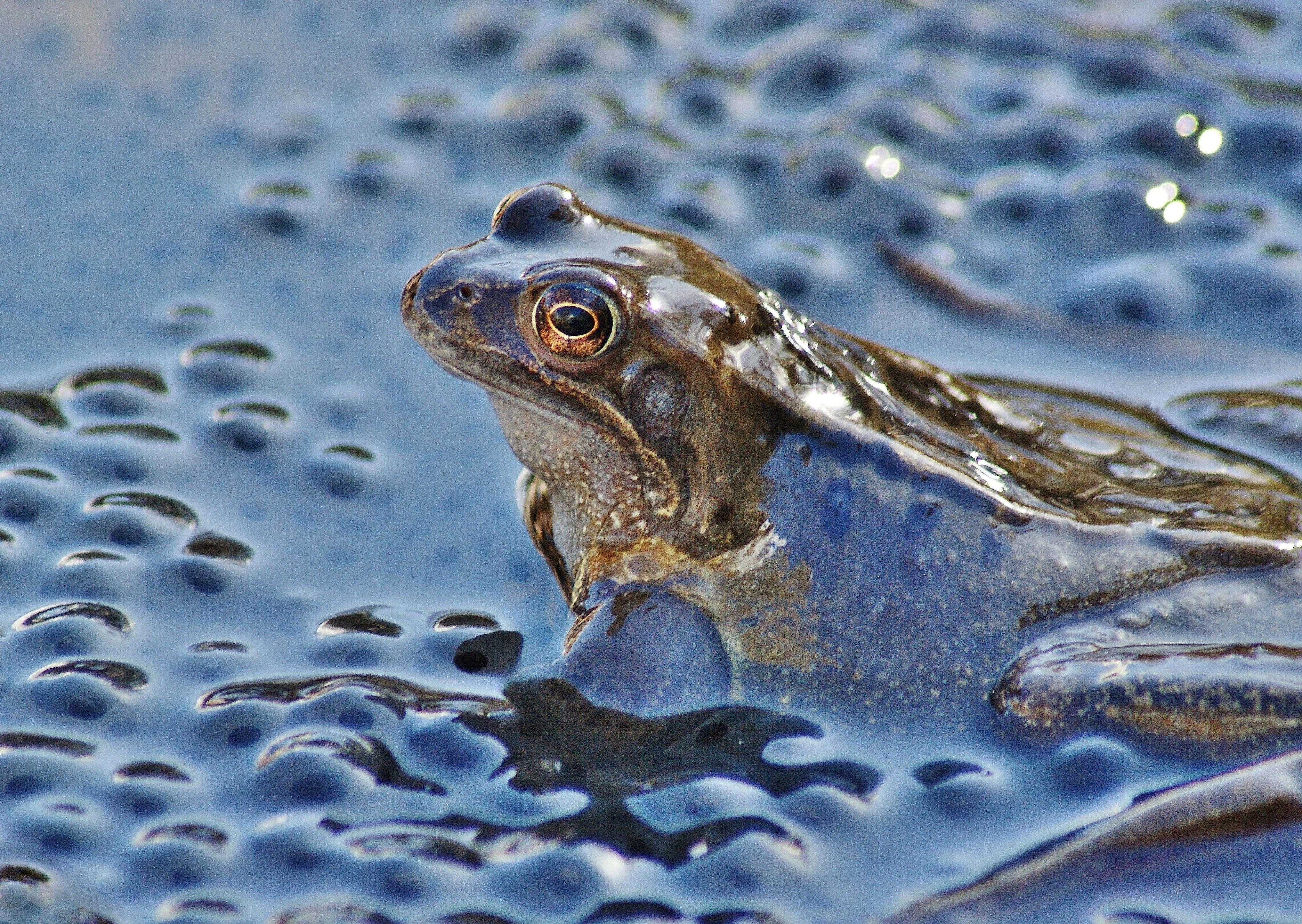 A common frog in a pond in Penicuik, by  Morris Conlan