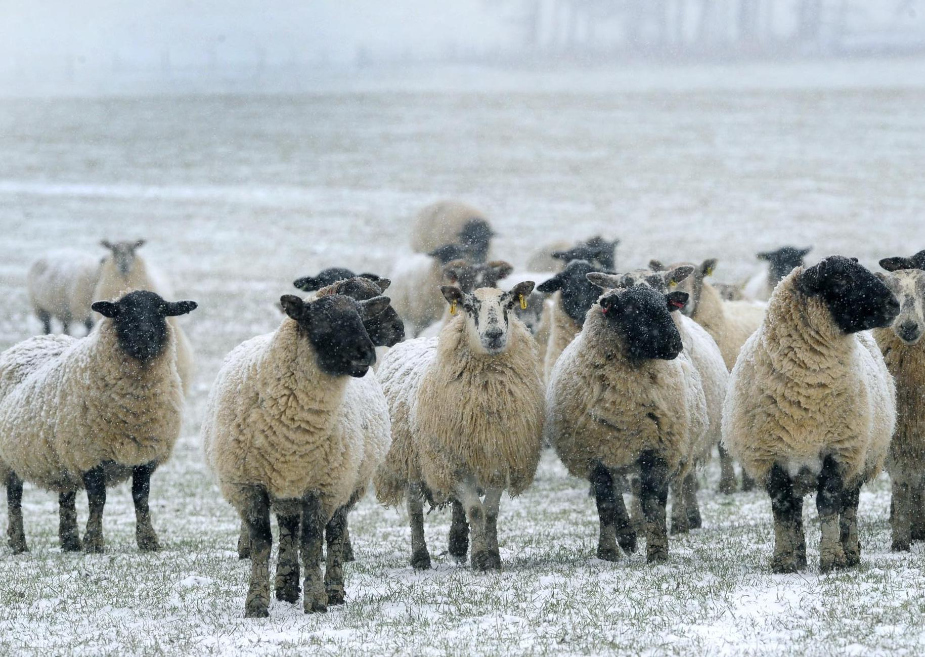 Sheep near Ashkirk wait to be fed during the snow falls in January 2013.