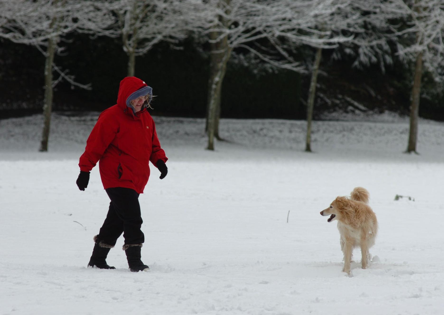 Hawick dog walkers in the snow in Hawick.
