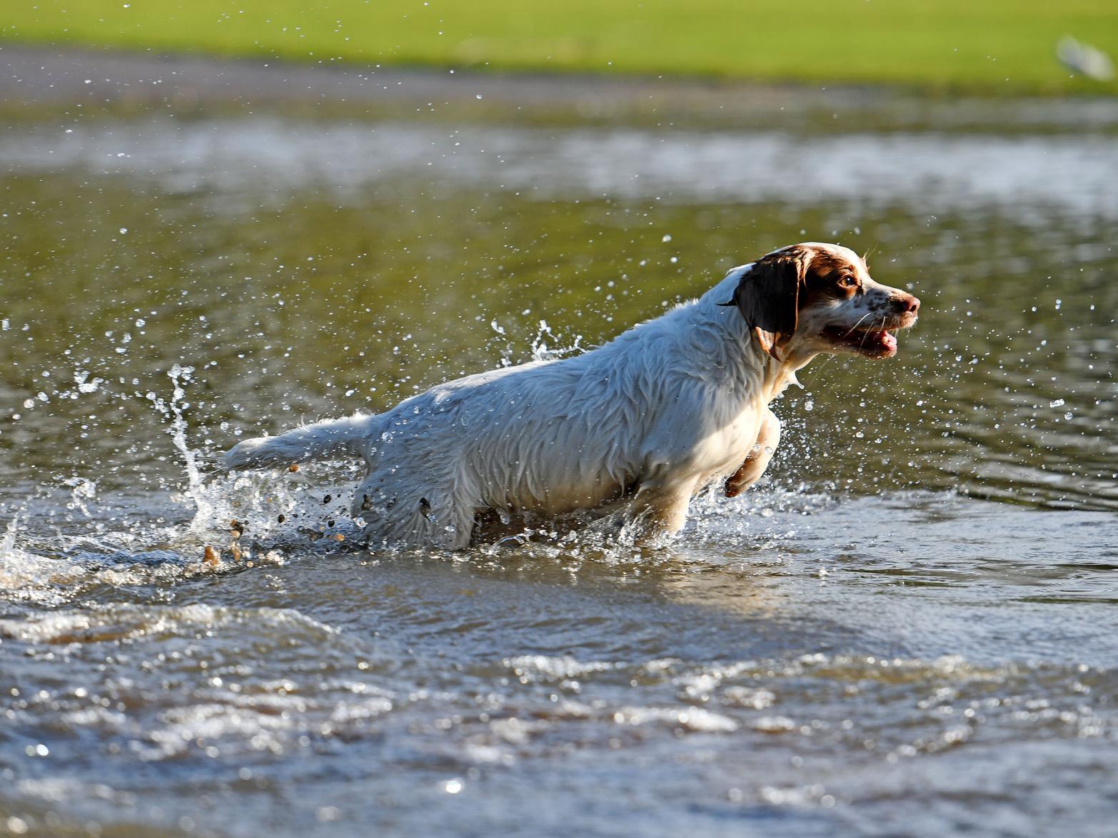 Ajay, a two and a half-year-old cocker spaniel enjoying the 'lake' in front of Callendar House.