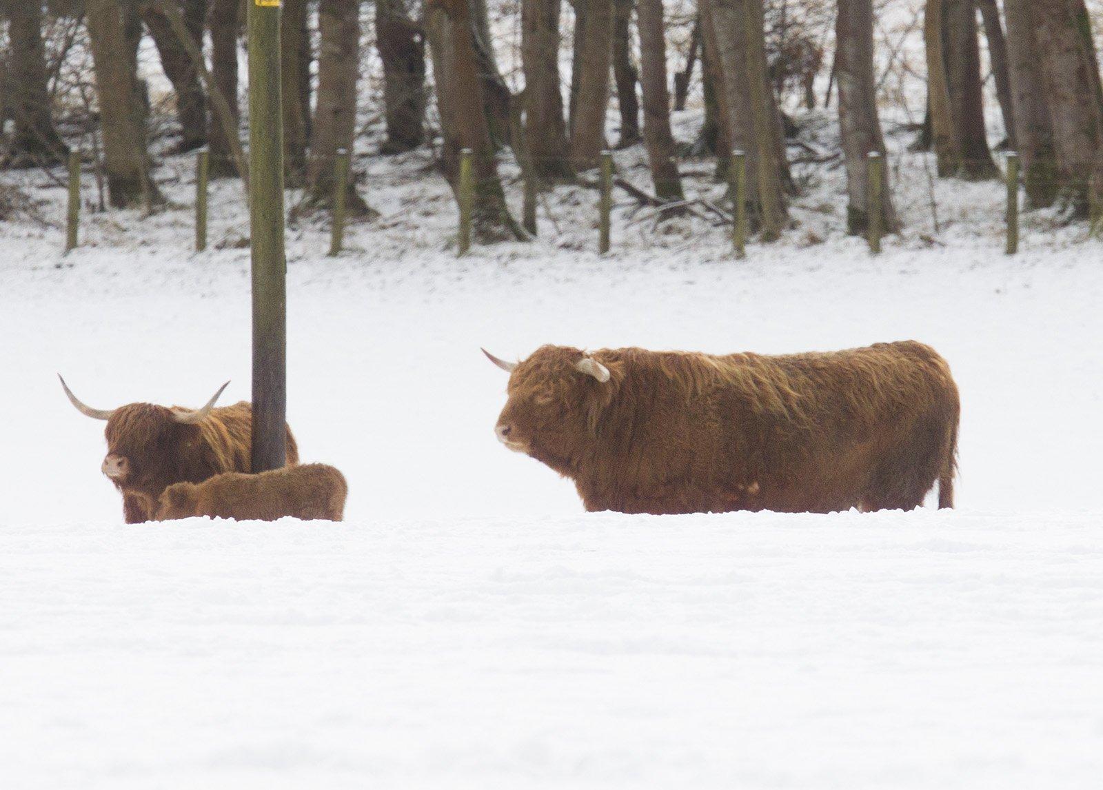 Highland cattle in snow alongside the A68 south of Jedburgh.