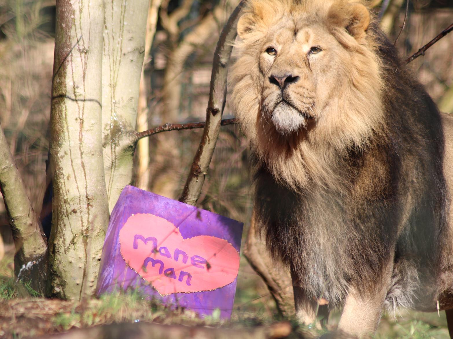 The keepers spared no effort treating their pride this week, decorating the treat boxes with amusing slogans. Picture: RZSS/Sian Addison