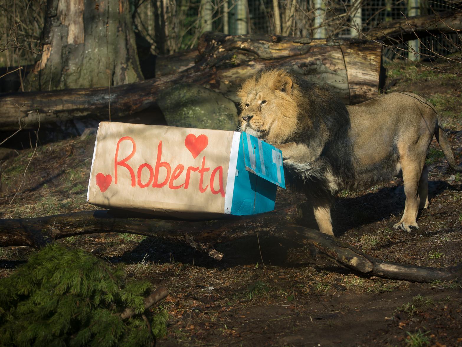 Roberta the lioness was selected to be paired with resident Edinburgh male Jayendra through the European Endangered Species Programme, which is run by experts at other zoos across Europe. RZSS/Sian Addison