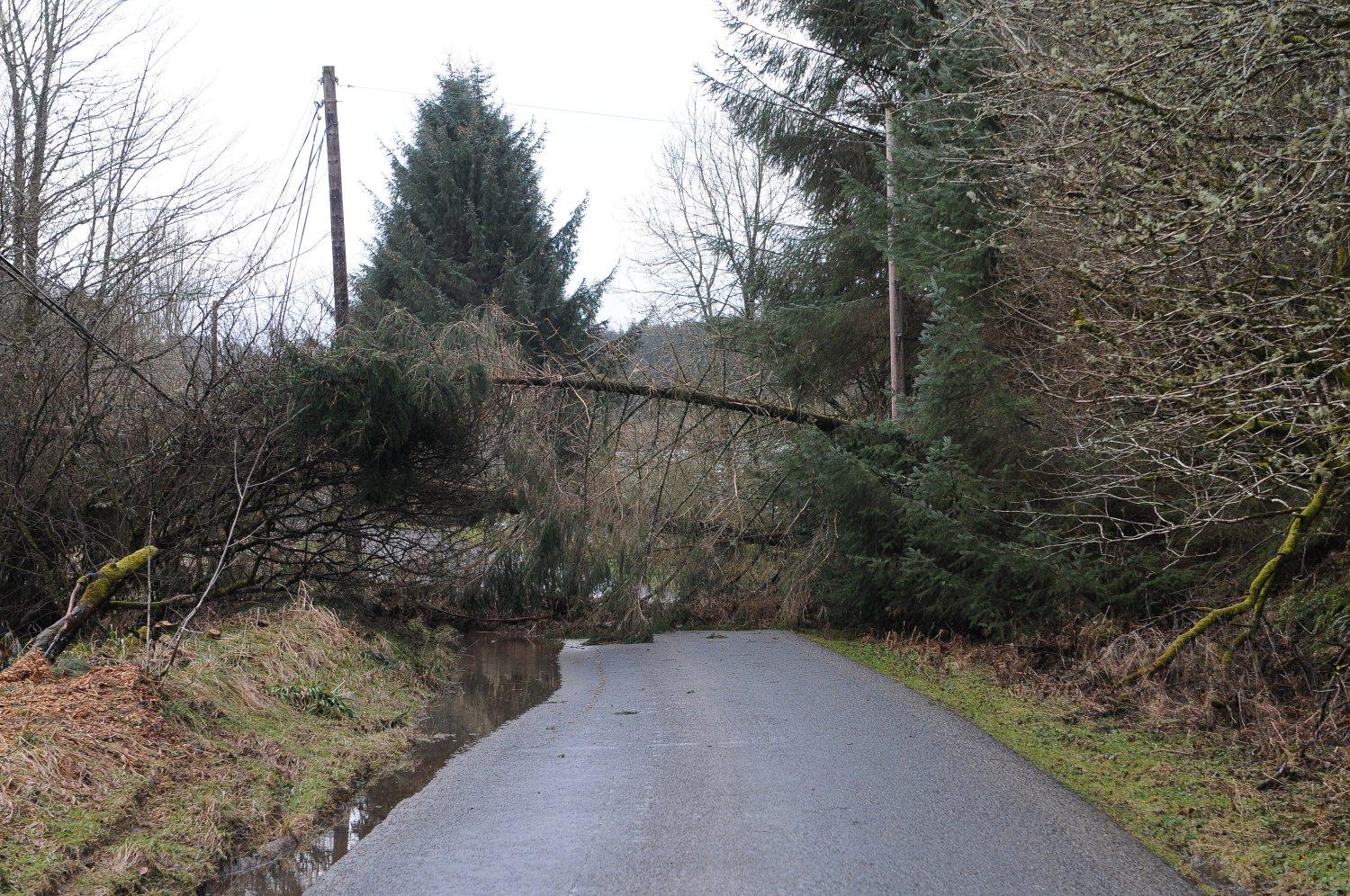 A tree down over the B709 near Angecroft in the Ettrick Valley.