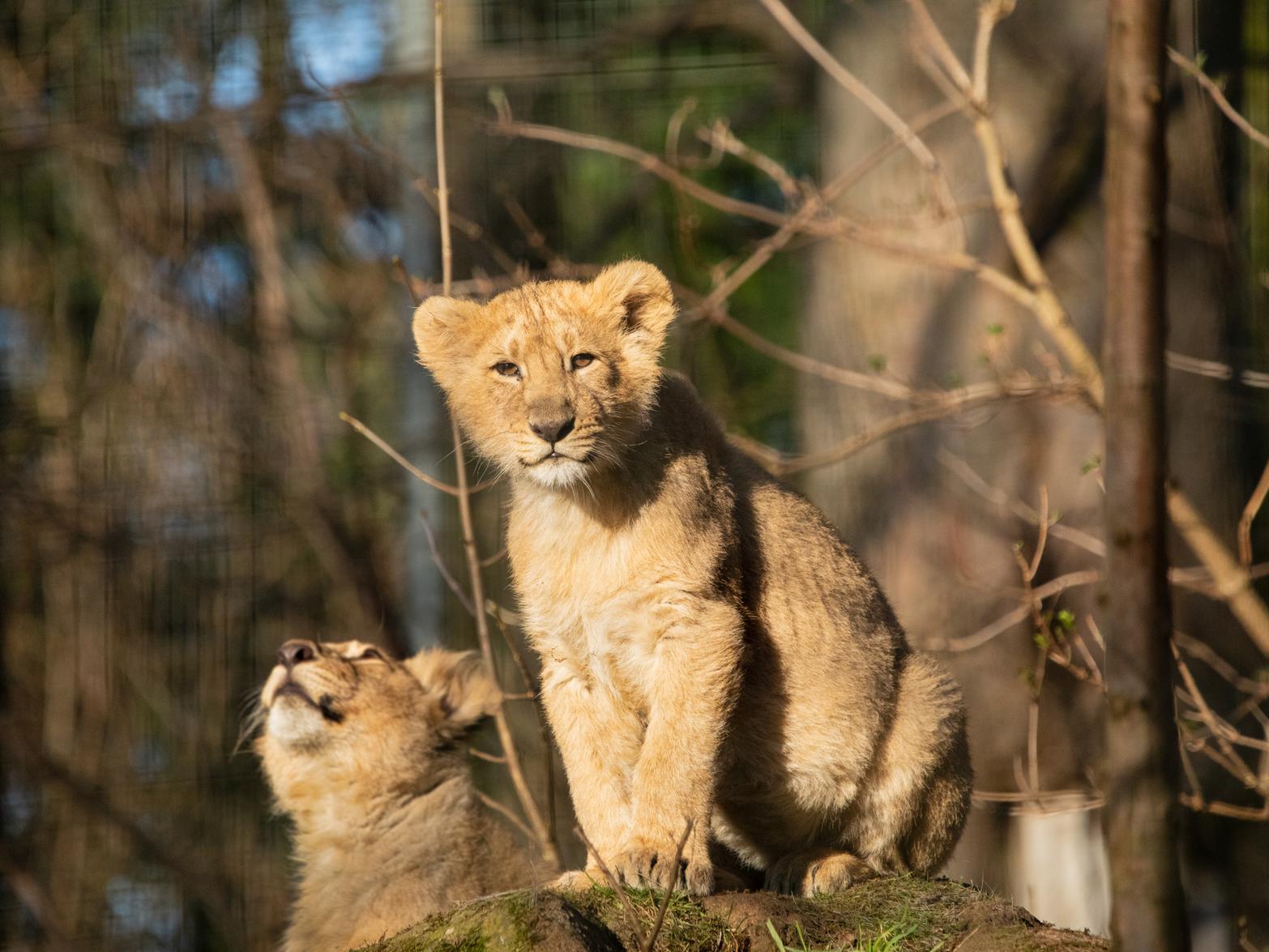 Roberta (mum) was selected to be paired with resident male Jayendra (dad) through the European Endangered Species Programme, which is run by a Species Coordinator and is supported by experts at other zoos across Europe.