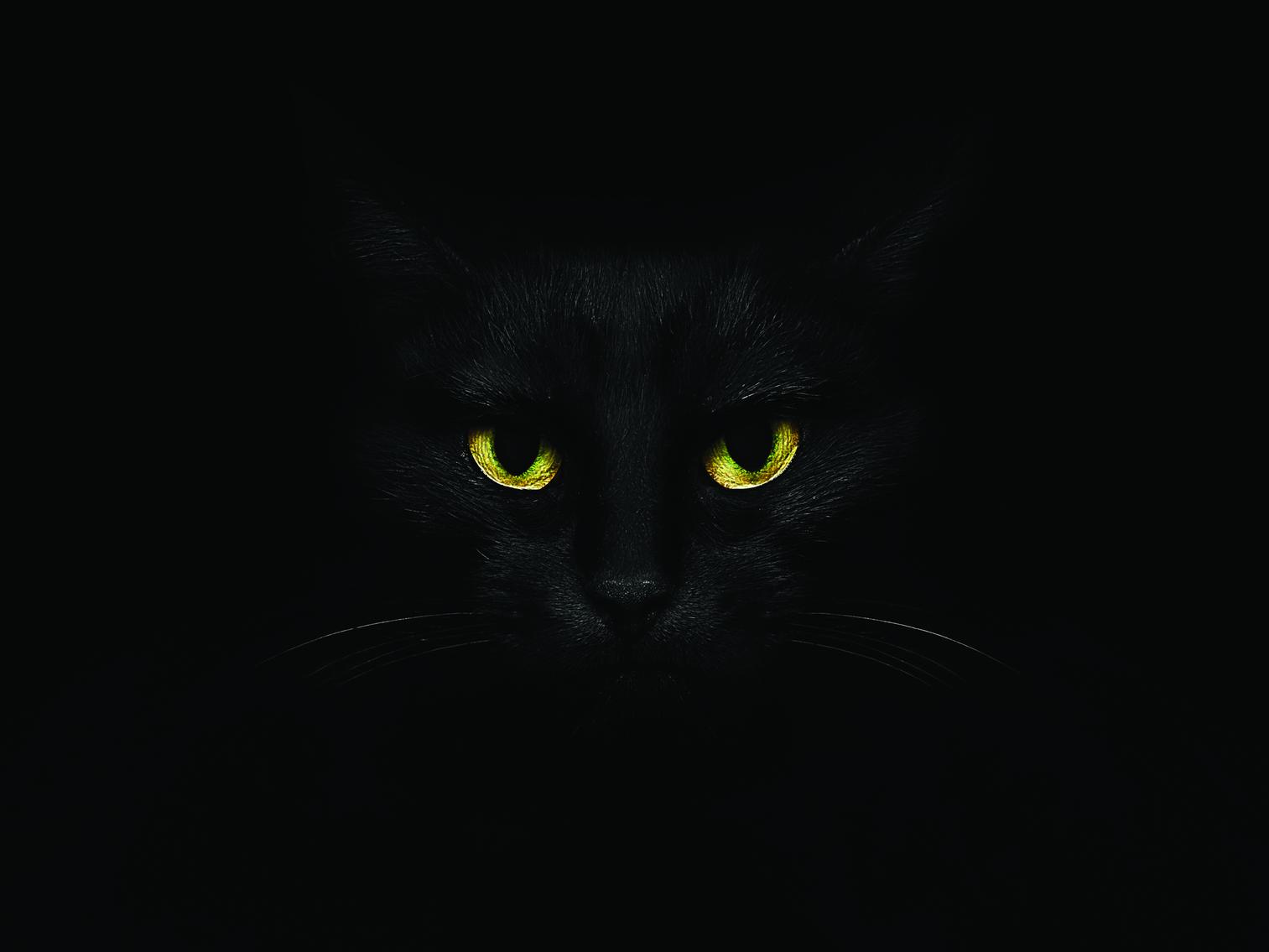 One night two teens in the Bleak Hall area saw a large black cat leap out of the darkness. After staring right at them, it jumped off into the woodland.