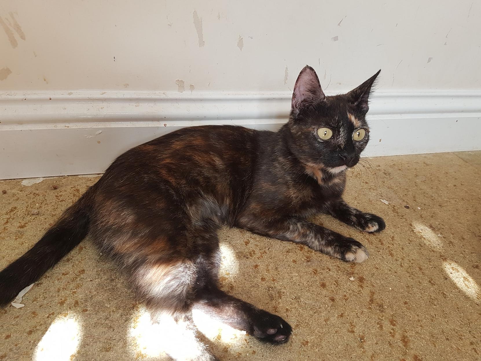 Rosa Lee is one and could live with another cat call 01908 611179