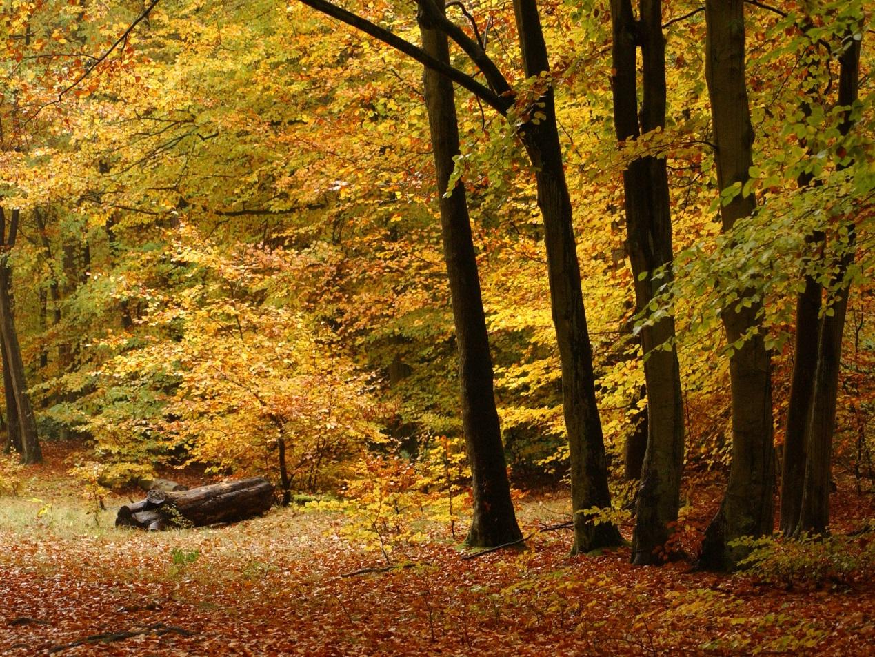 There are some stunning walks in Wendover woods, and lots of family activities too