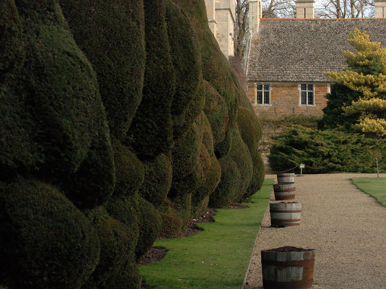 The Yew Hedge at Rockingham Castle