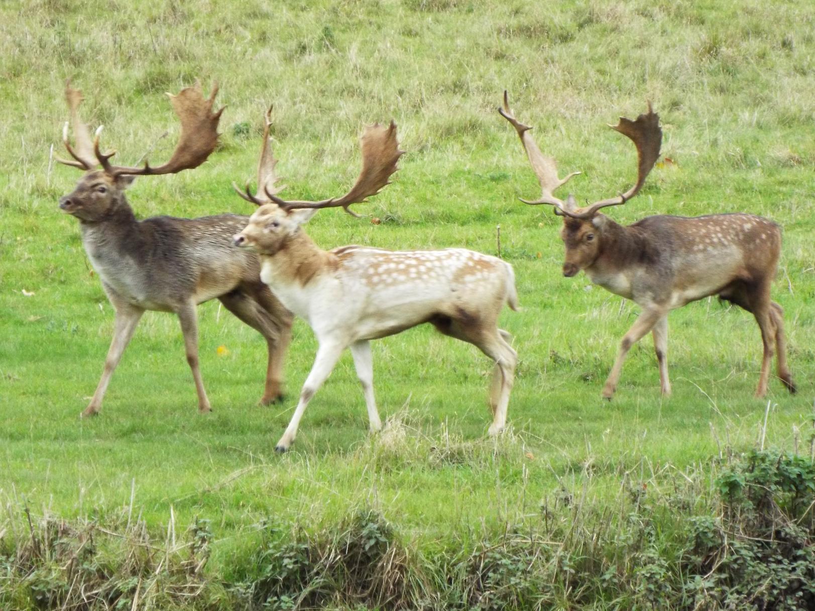 Deer at Charlecote Park. Photo by Marion W Stafford.