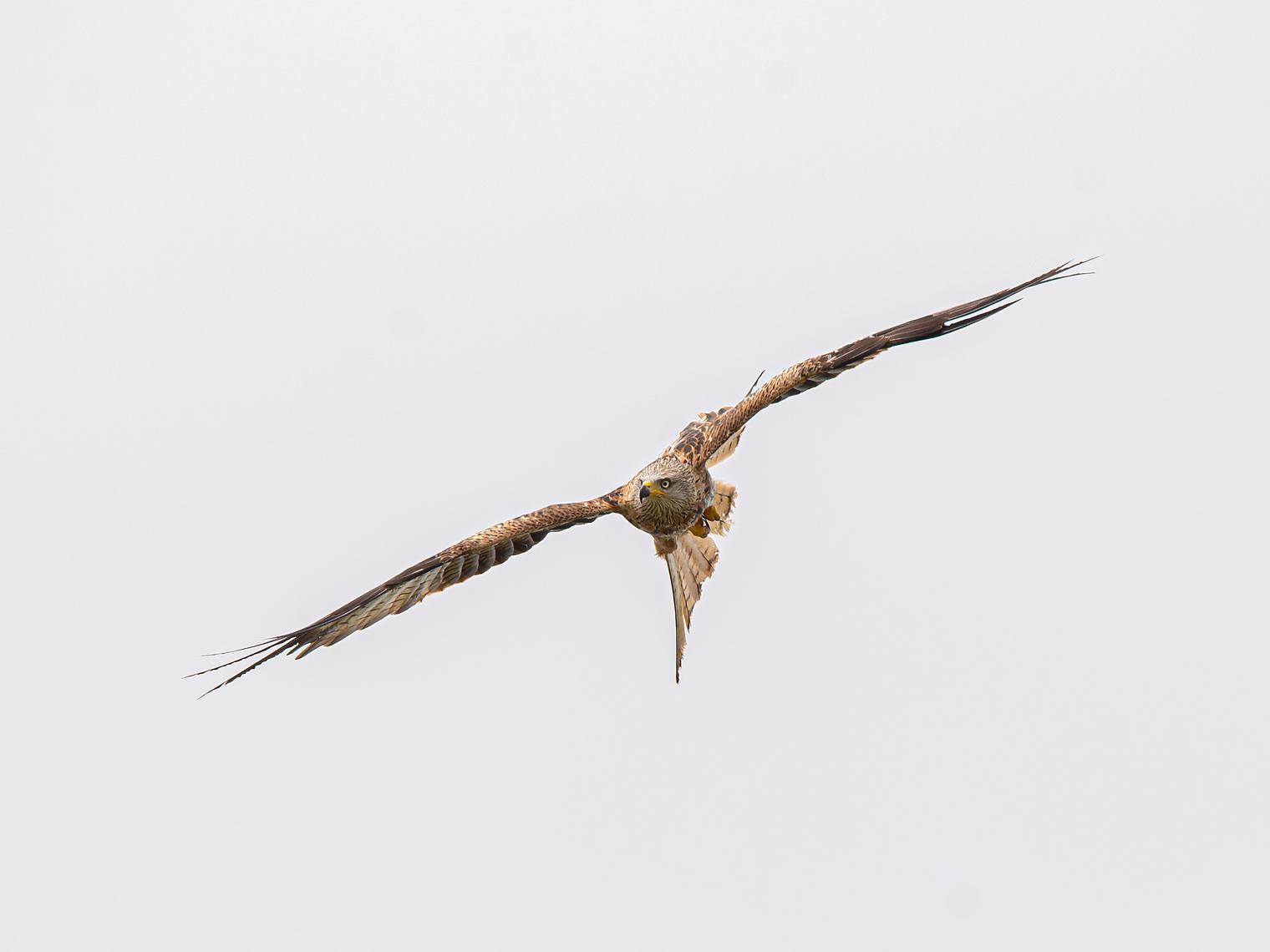 A red kite, captured on camera by Cliff Kinch.