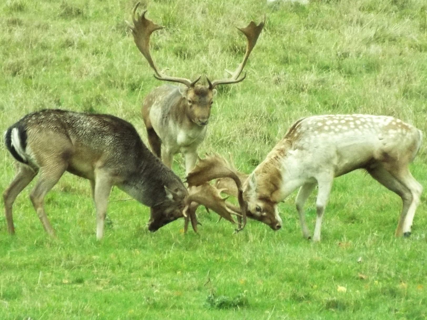 Deer rutting at Charlecote Park. Photo by Marion W Stafford.