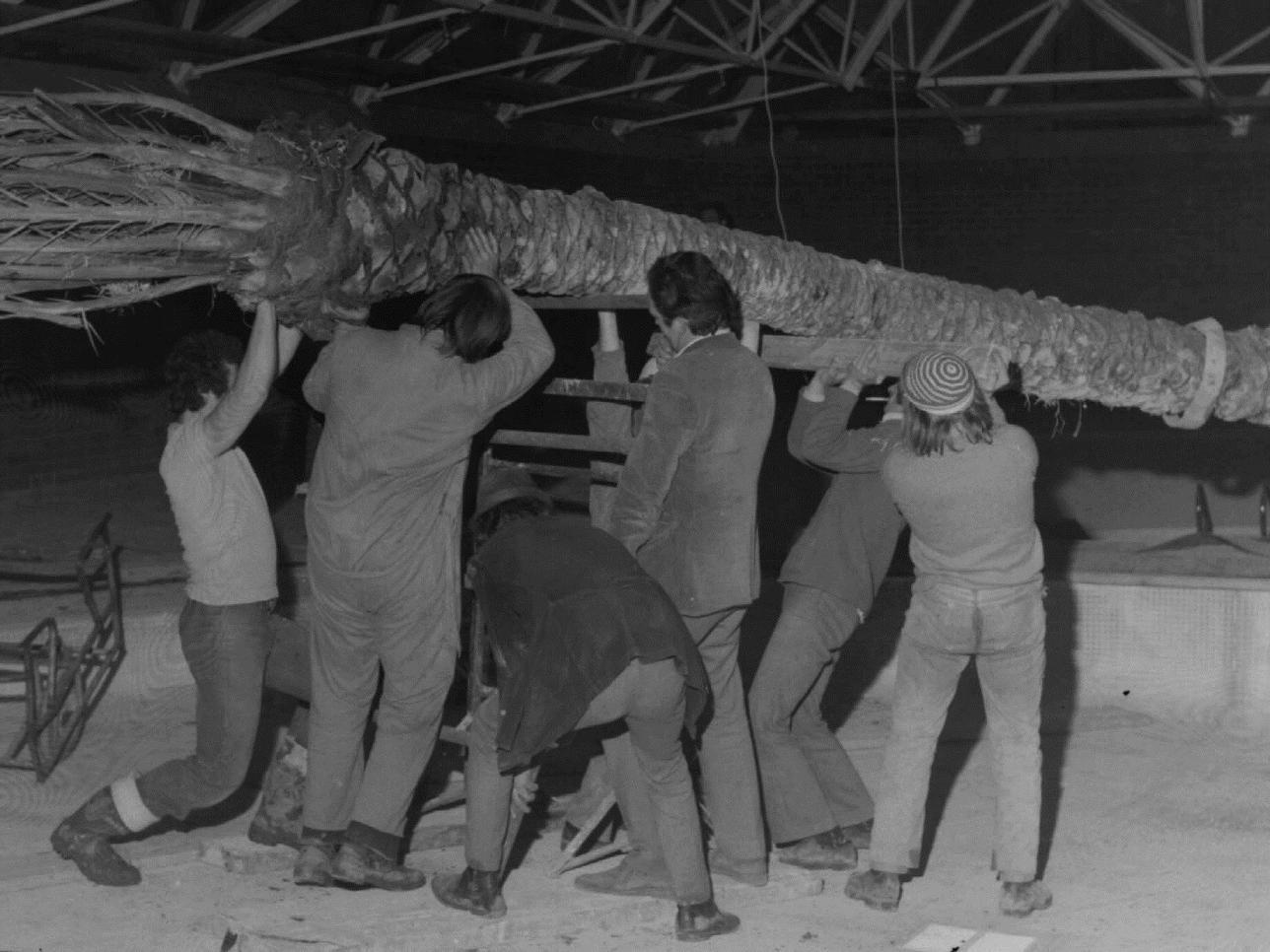 Installing palm trees at Bletchley Leisure Pool in January 1974 no.1