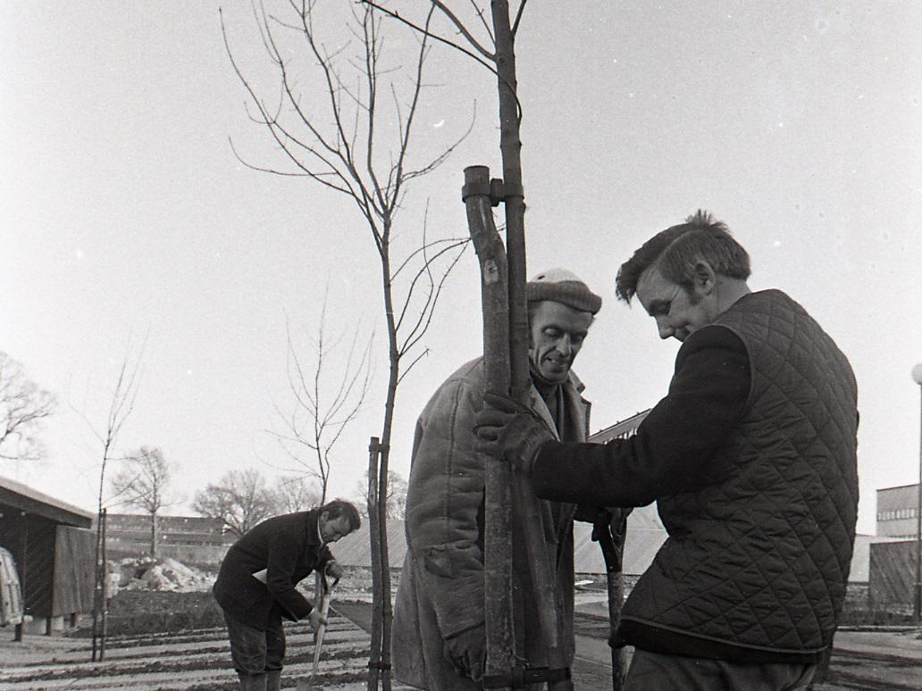 Tree planting at Fullers Slade on November 27th 1972