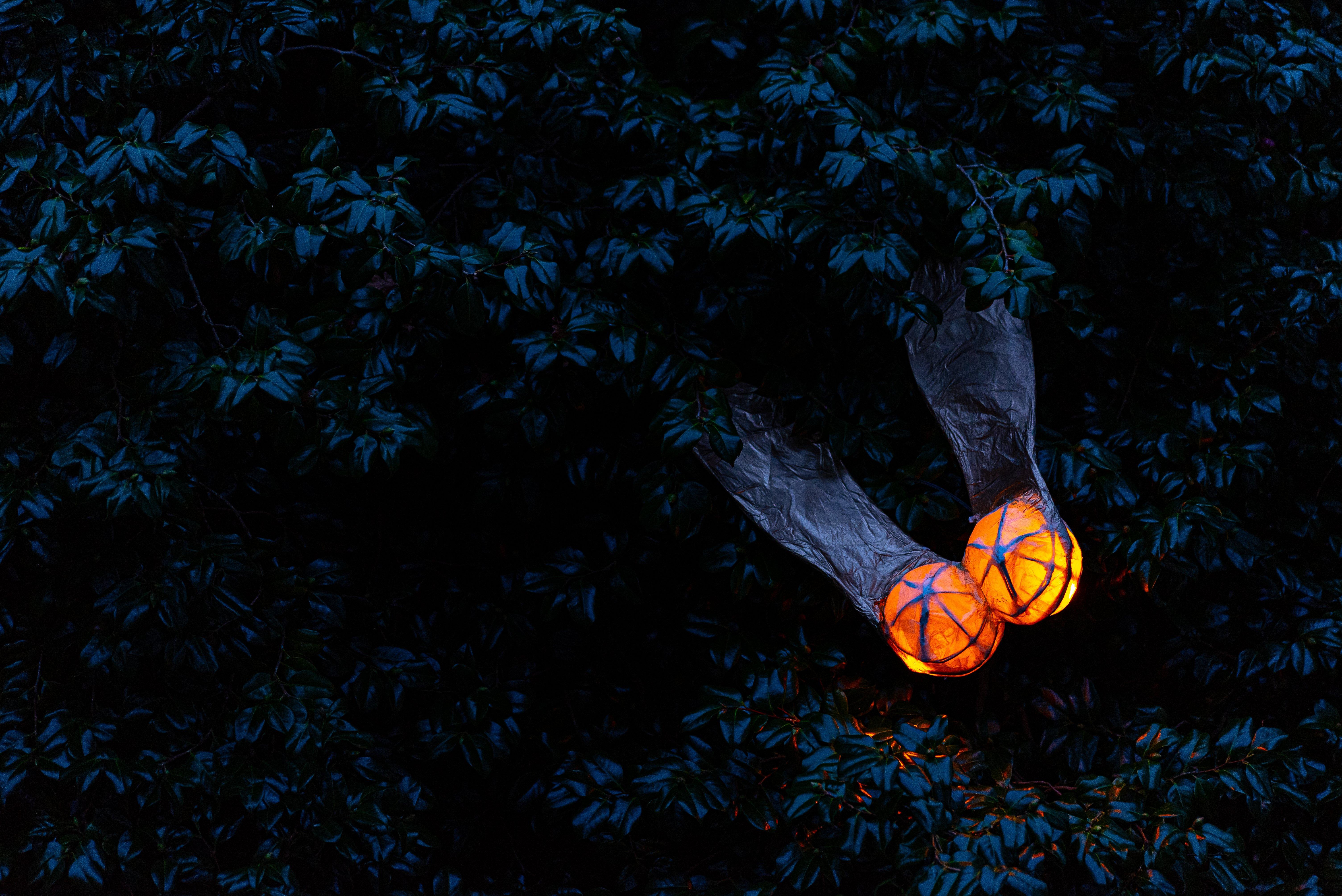 Night lights. Credit: John White © RBG Kew
