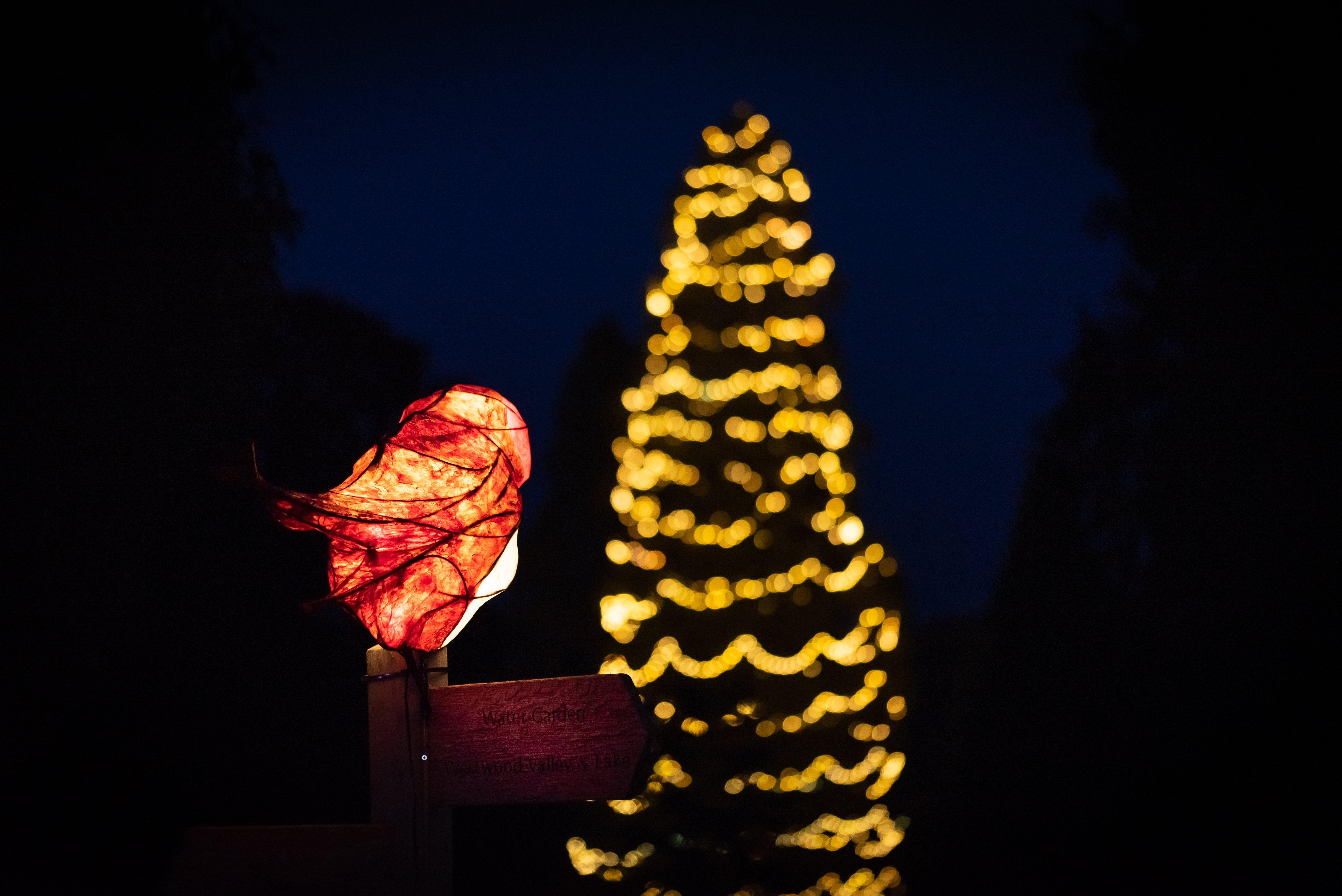 Festive lights. Credit: John White © RBG Kew