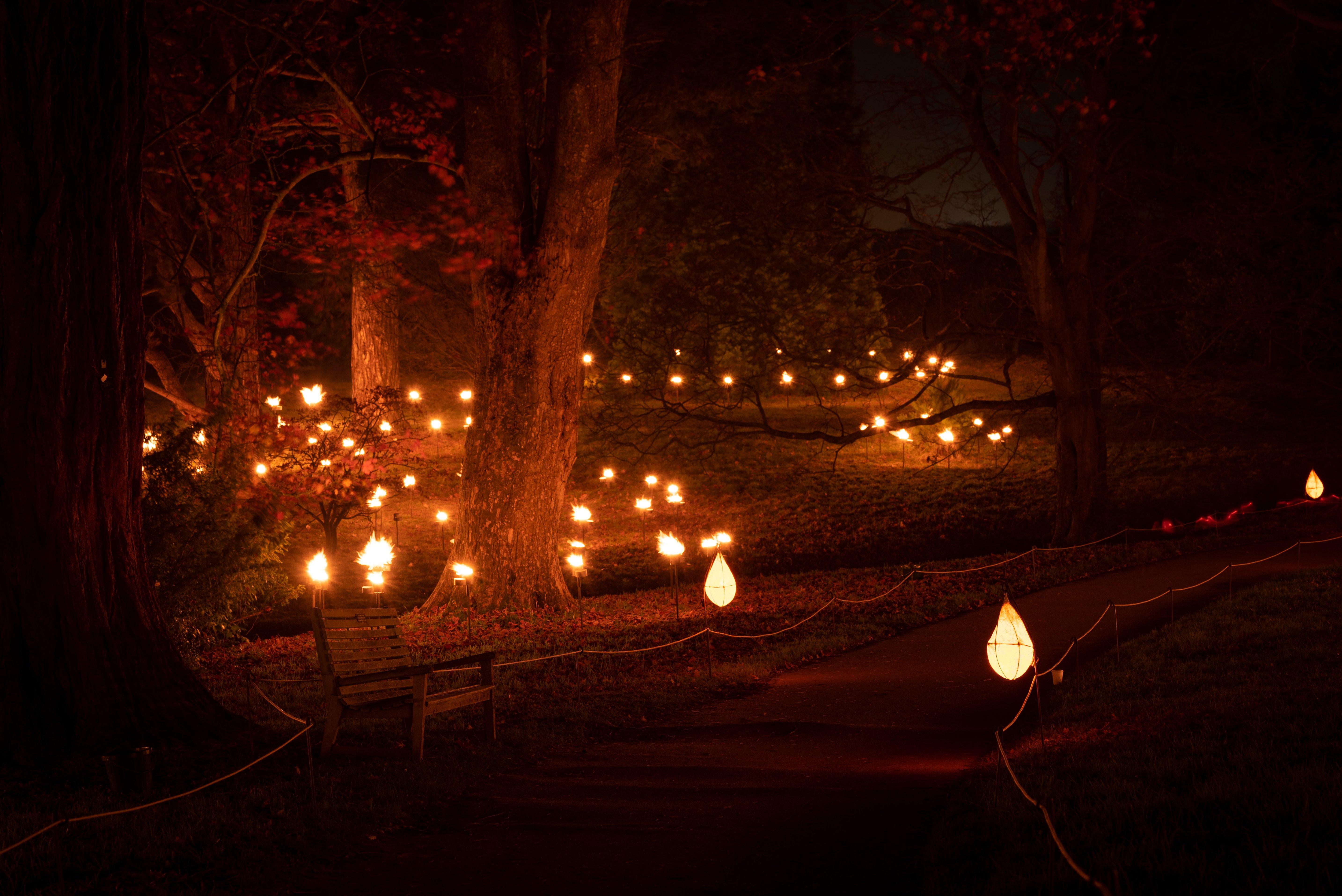 Lights line the paths. Credit: John White © RBG Kew