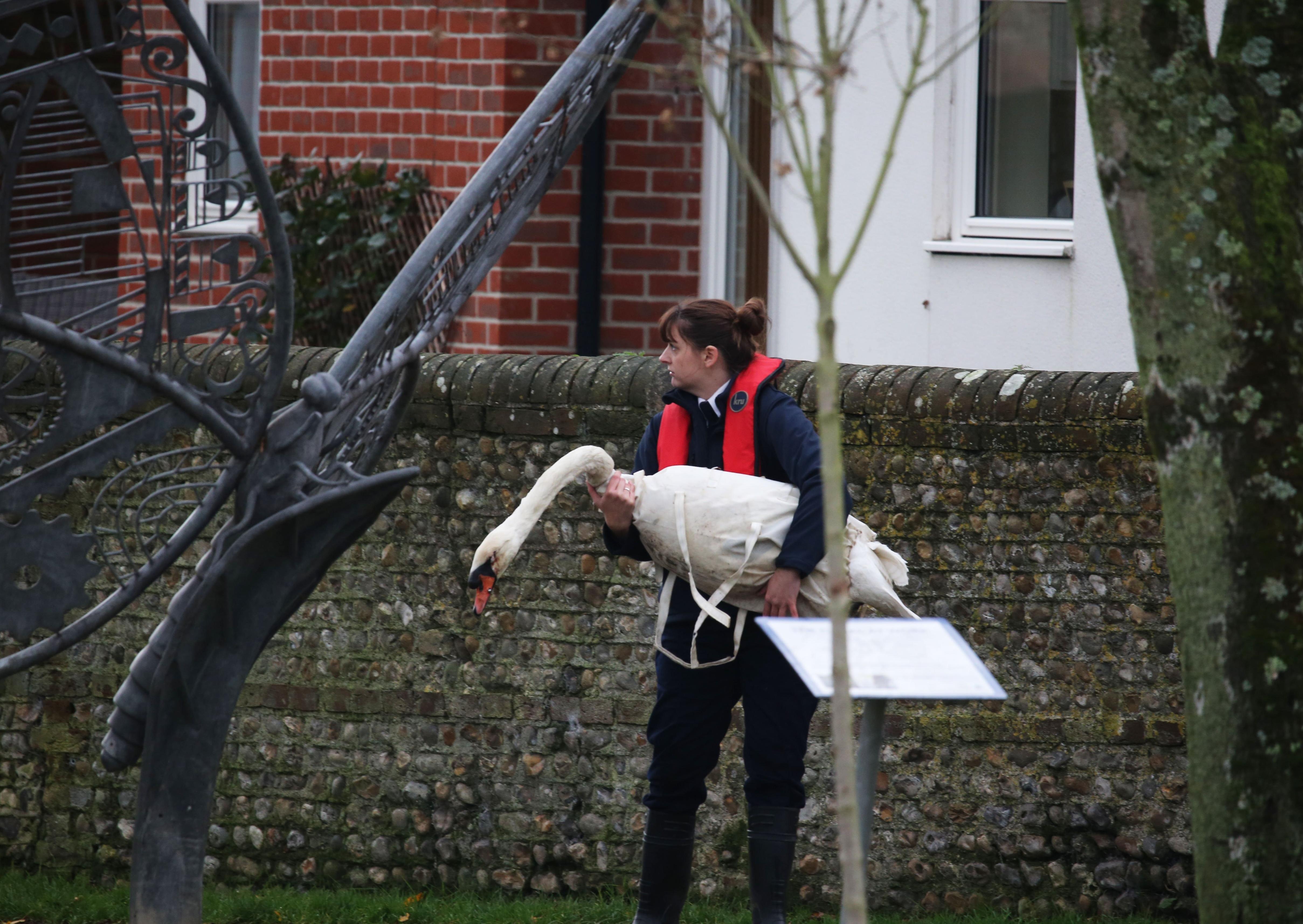 A rescue mission was launched at Chichester Canal this afternoon (Thursday, November 27), after two swans were found shot. SUS-191128-164655001