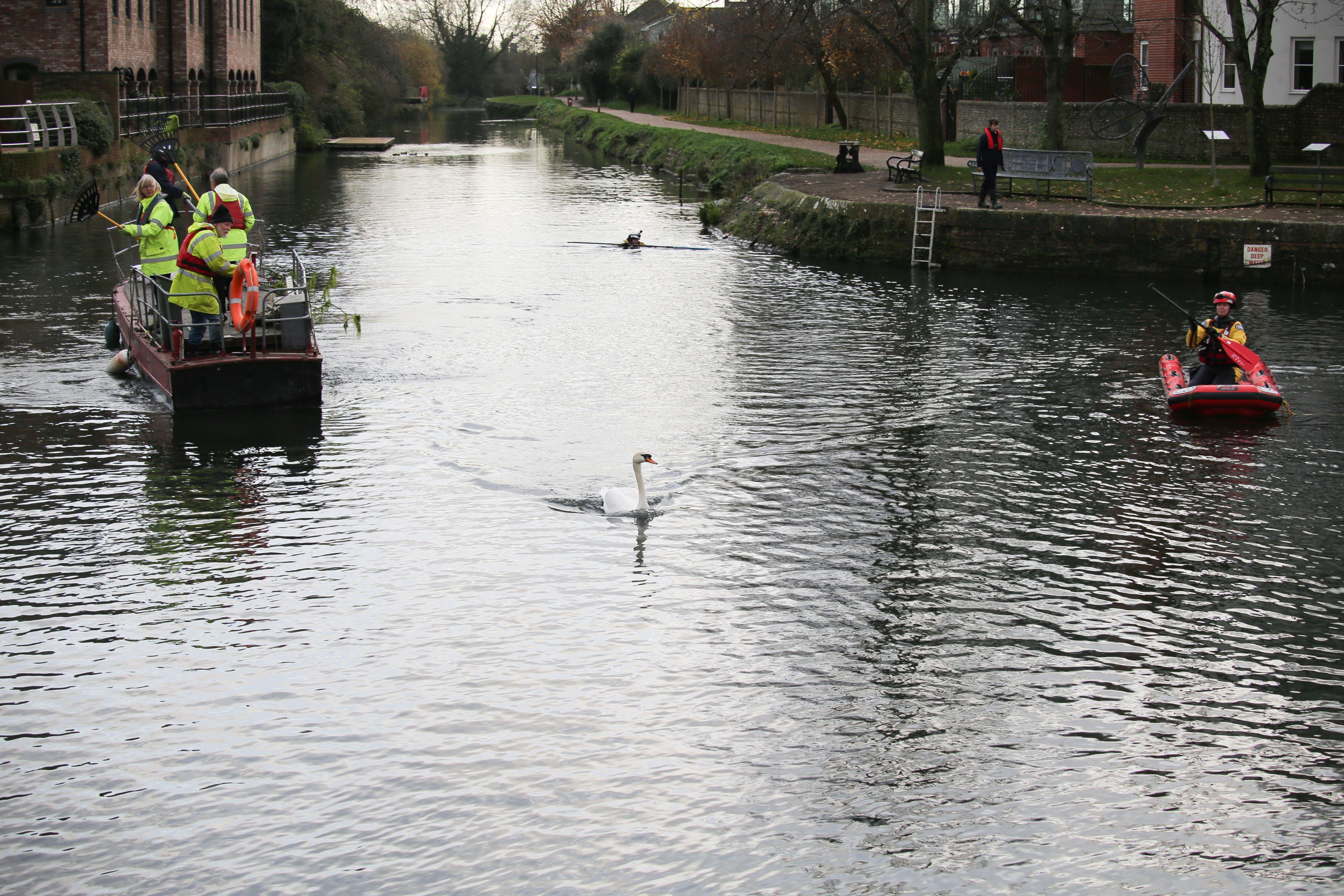 A rescue mission was launched at Chichester Canal this afternoon (Thursday, November 27), after two swans were found shot. SUS-191128-164728001