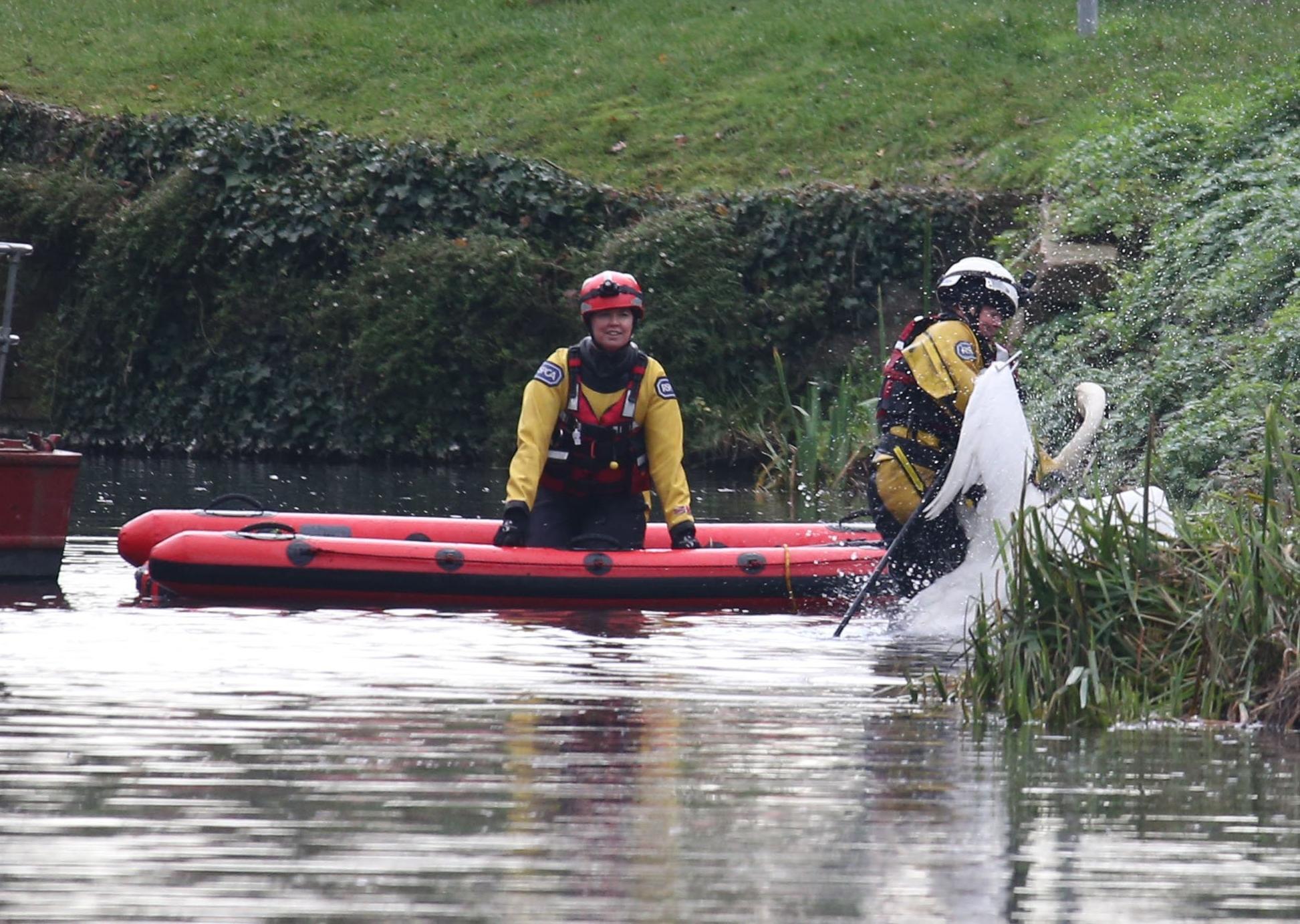 A rescue mission was launched at Chichester Canal this afternoon (Thursday, November 27), after two swans were found shot. SUS-191128-164622001