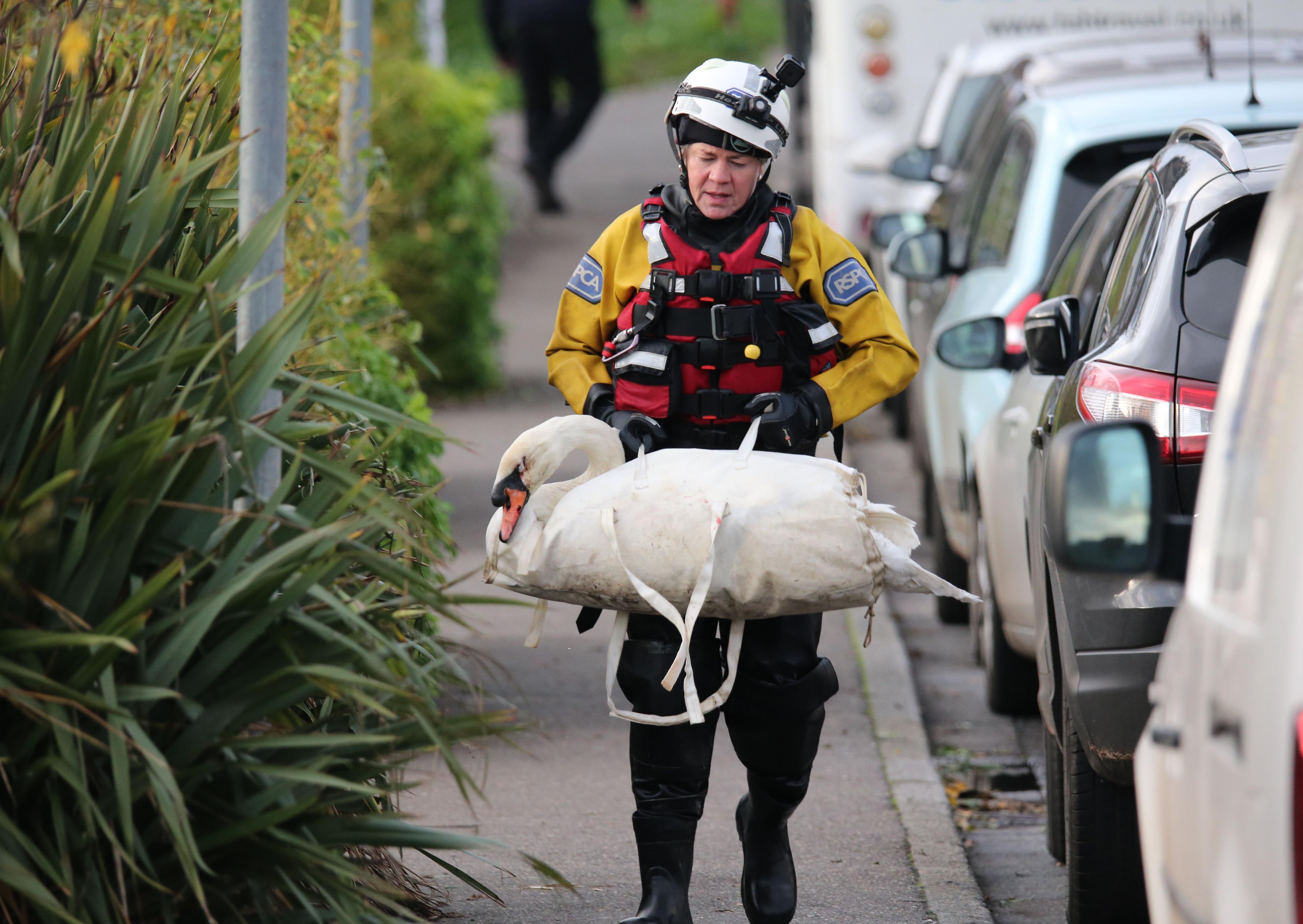 A rescue mission was launched at Chichester Canal this afternoon (Thursday, November 27), after two swans were found shot. SUS-191128-164515001