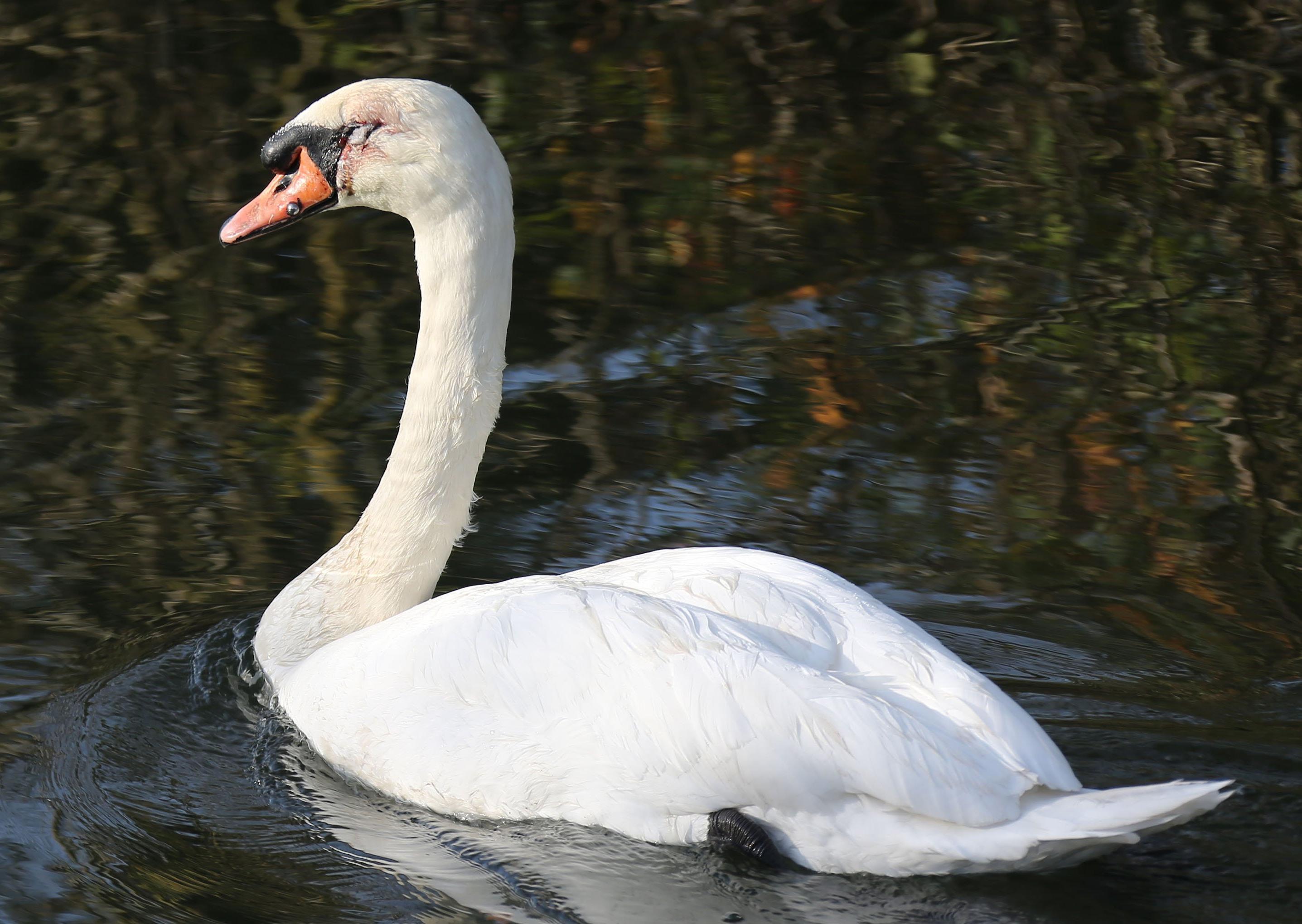 A rescue mission was launched at Chichester Canal this afternoon (Thursday, November 27), after two swans were found shot. SUS-191128-164247001