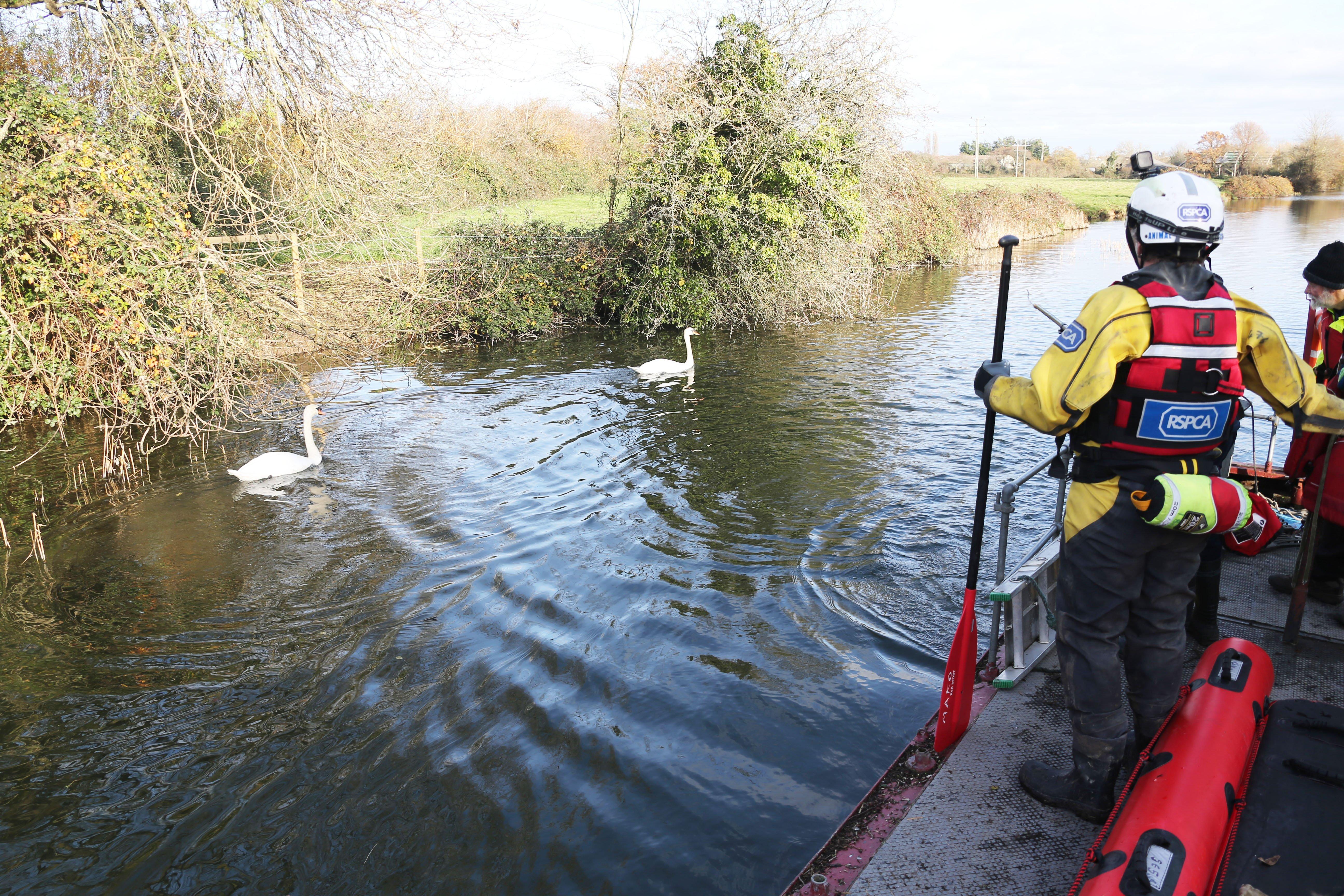 A rescue mission was launched at Chichester Canal this afternoon (Thursday, November 27), after two swans were found shot. SUS-191128-164417001