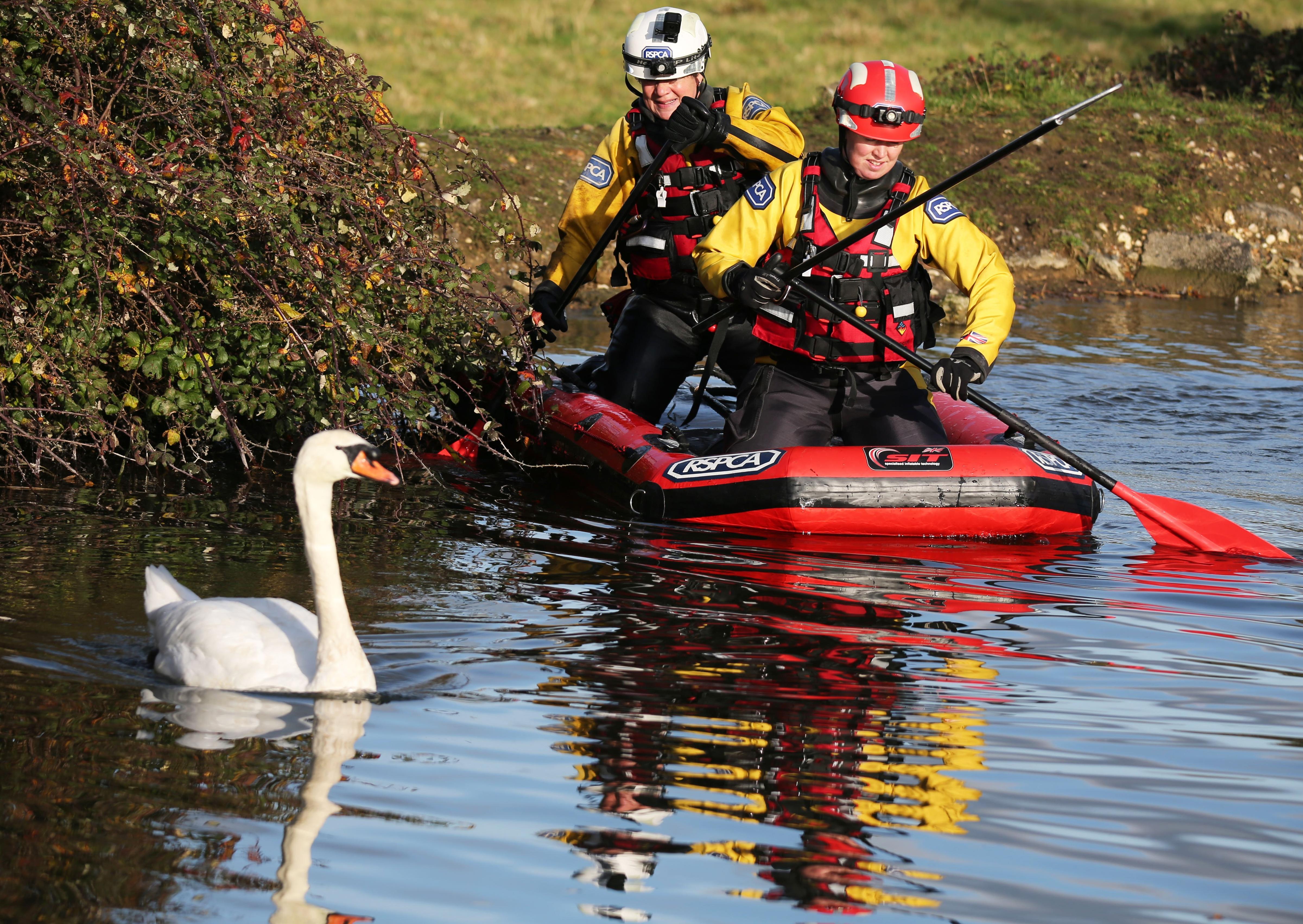 A rescue mission was launched at Chichester Canal this afternoon (Thursday, November 27), after two swans were found shot. SUS-191128-164429001