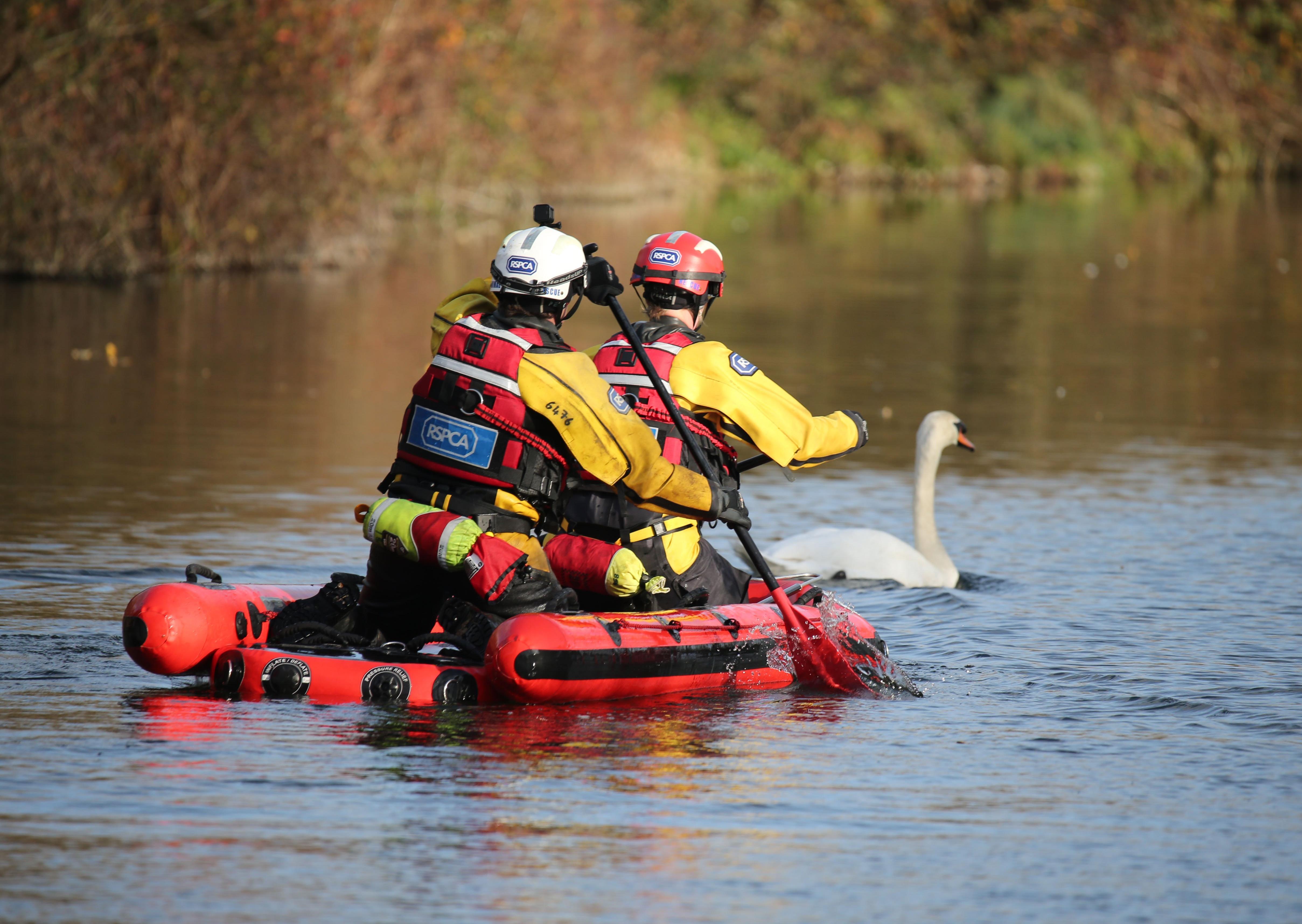 A rescue mission was launched at Chichester Canal this afternoon (Thursday, November 27), after two swans were found shot. SUS-191128-164441001
