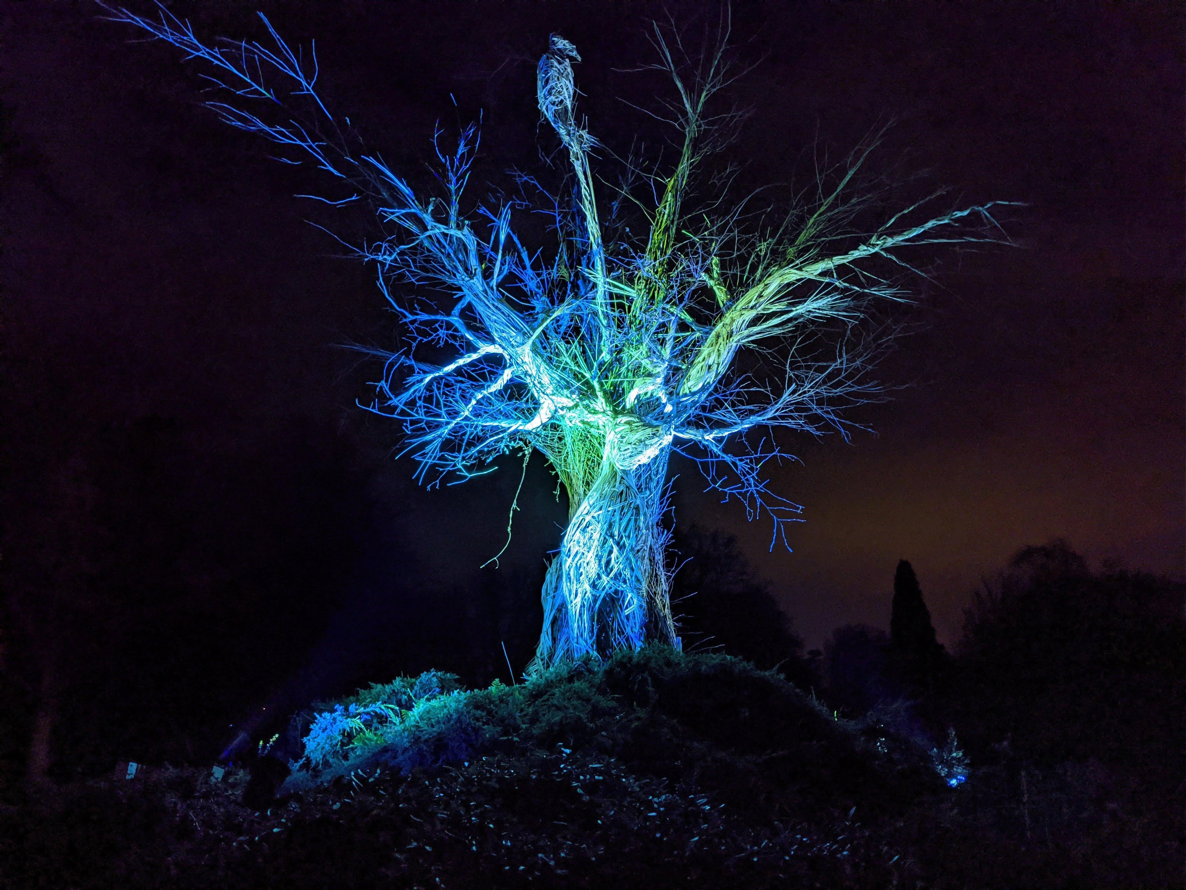 Glow Wild at Wakehurst. Photo by Alan Stainer