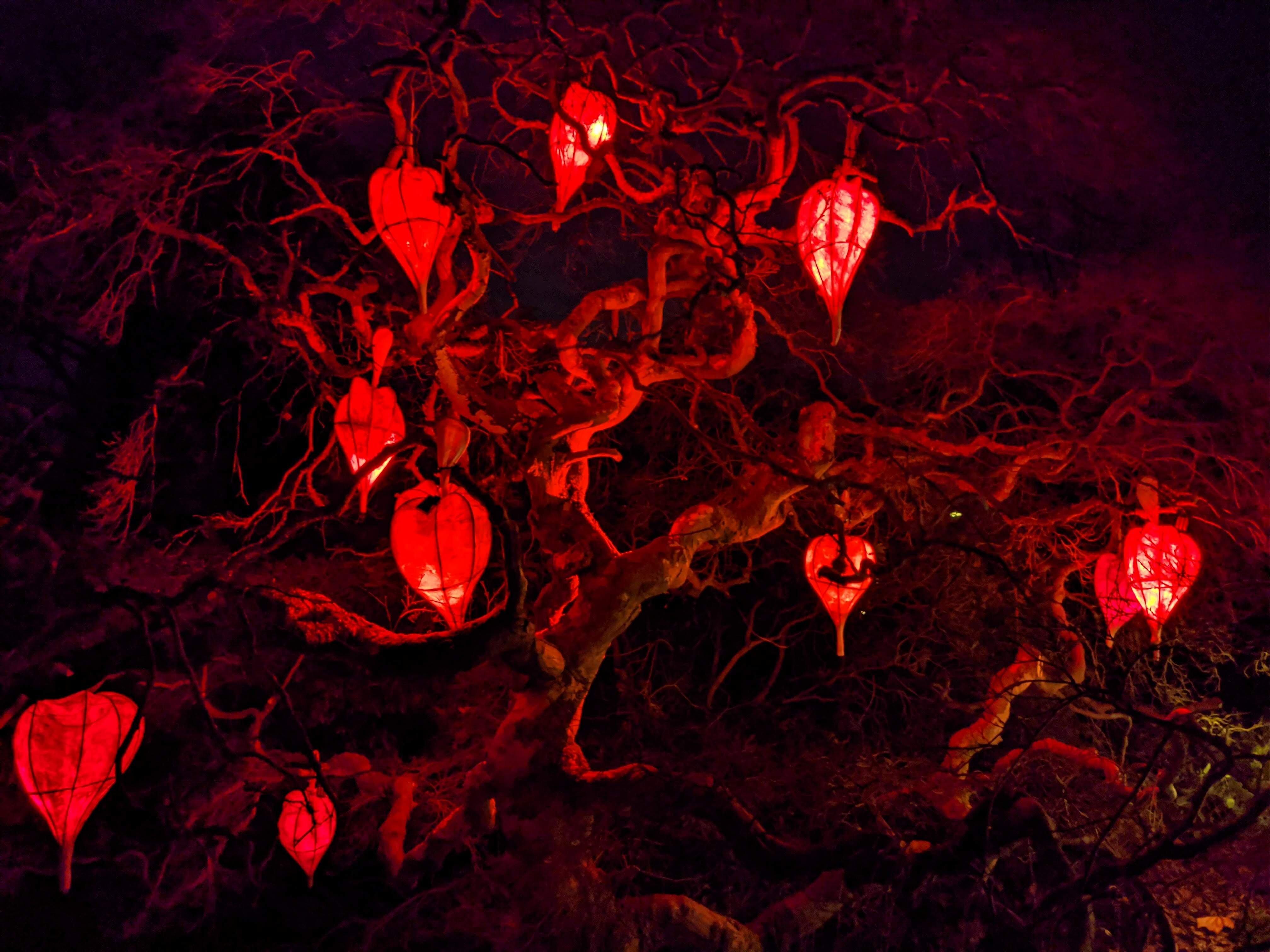 Glow Wild at Wakehurst. Photo by Alan Stainer