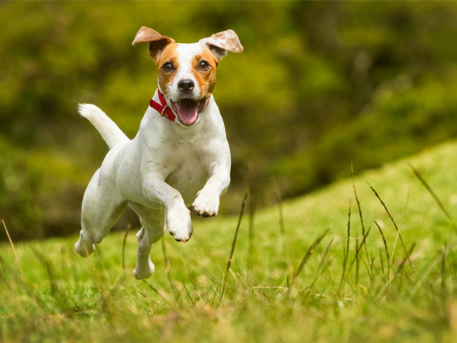 Jack Russells come at the top of the list for dog breeds most likely to misbehave at Christmas