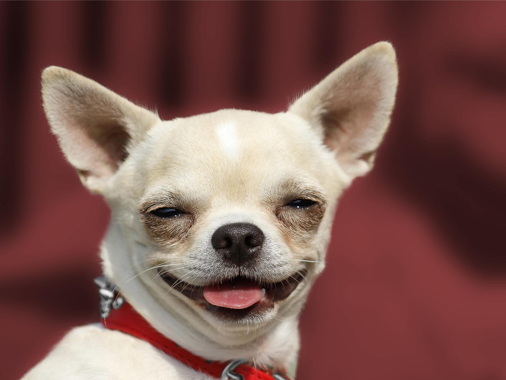 Chihuahuas may be cute, but they rank as the third most likeliest breed to misbehave