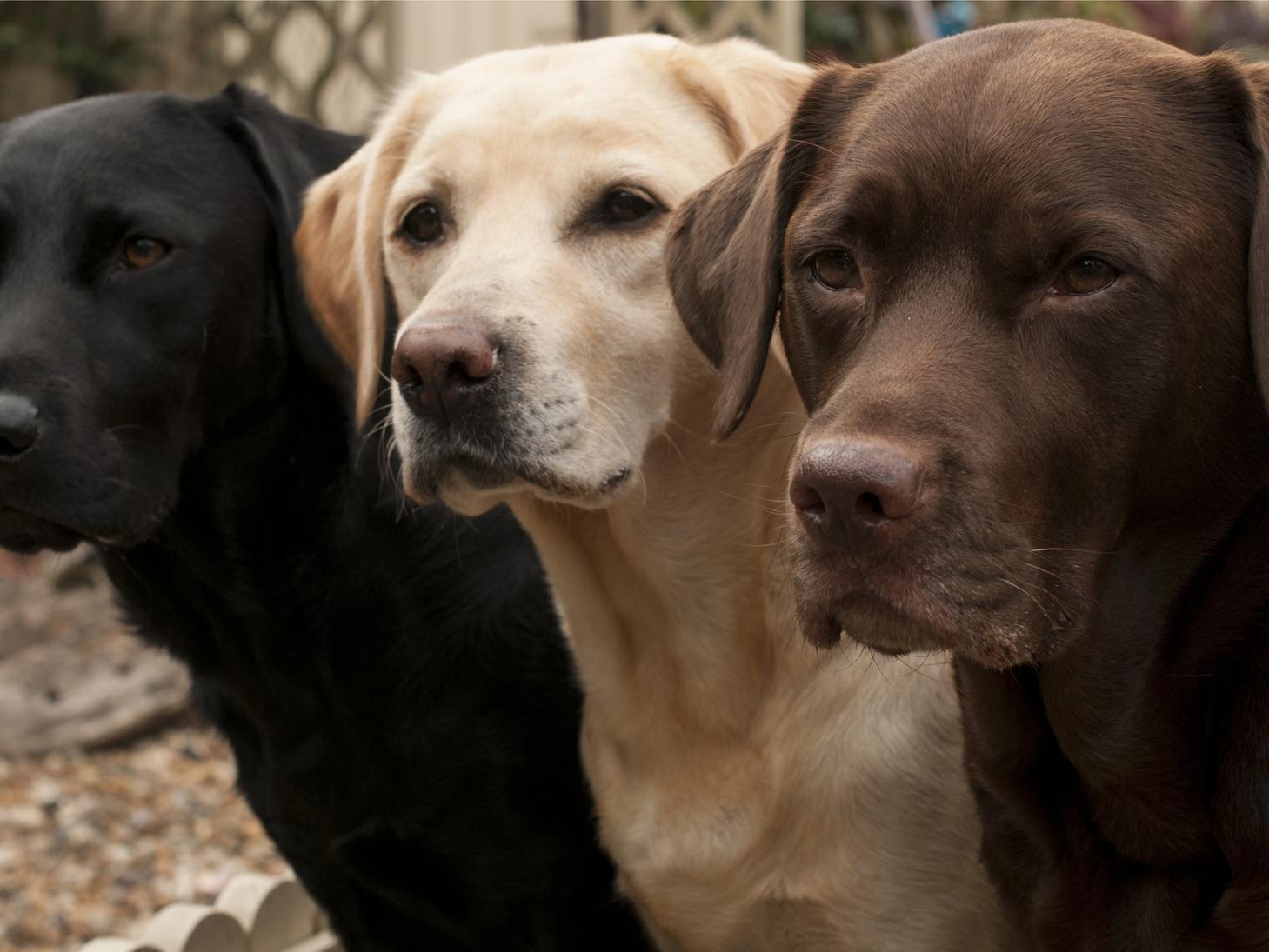 The beloved Labrador takes the fourth spot