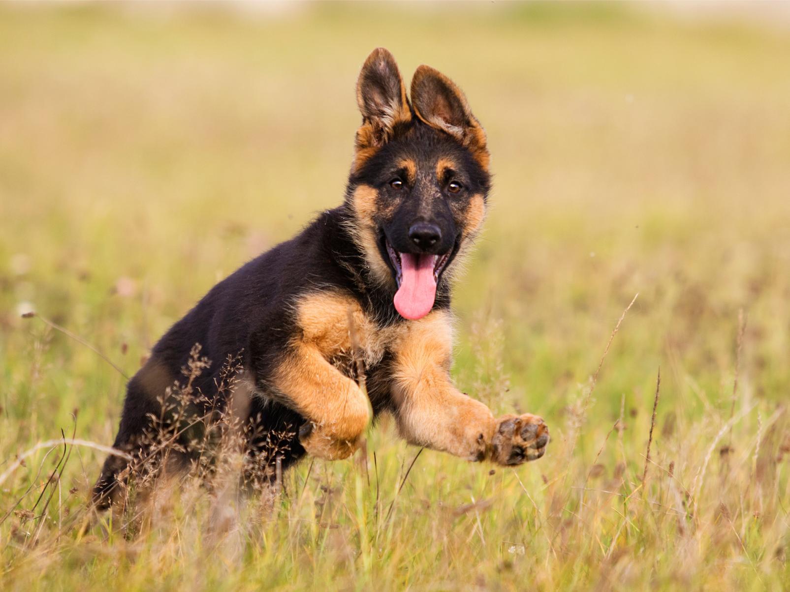 The much-loved German Shepherd ranks eighth in the list