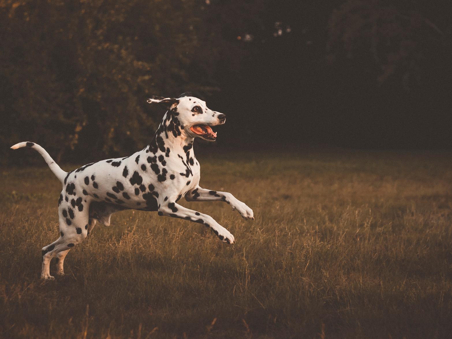 Dalmatians are loved by many, and take the 12th spot on the list for dog breeds most likely to misbehave at Christmas