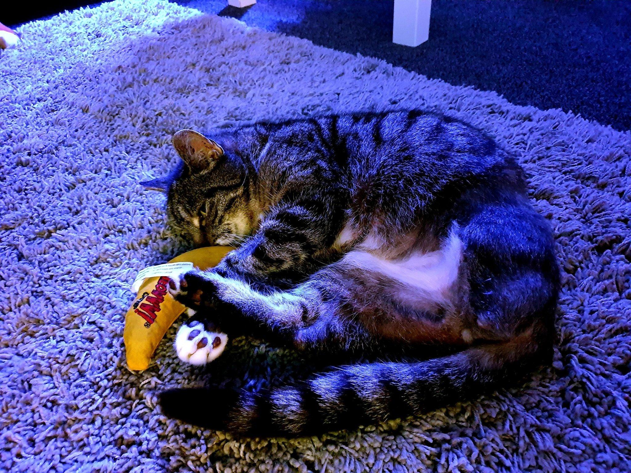 Miracle cat Sparkle curled up with a catnip toy after the operation to amputate his leg