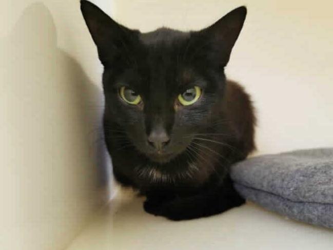Nightshade is around two years old and likes a fuss https://www.rspca.org.uk/local/blackberry-farm-animal-centre/findapet/details/NIGHTSHADE/205801/rehome
