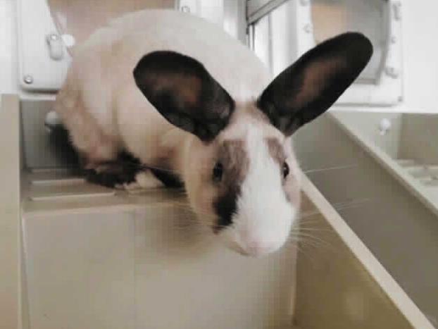 Cranberry the rabbit is three years old and was found wandering on an industrial estate https://www.rspca.org.uk/local/blackberry-farm-animal-centre/findapet/details/CRANBERRY/205625/rehome
