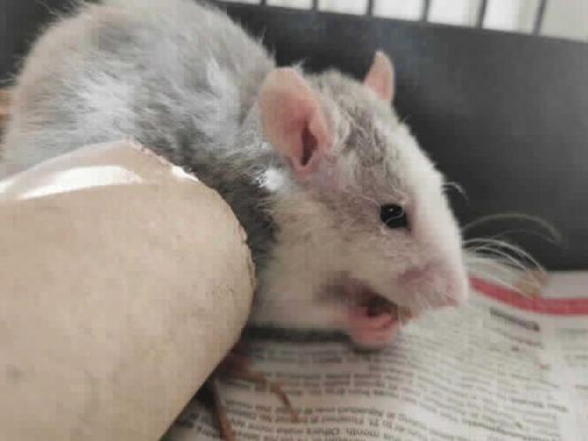 Young rats Dasher (pictured), Prancer, Comet and Cupid were abandoned https://www.rspca.org.uk/local/blackberry-farm-animal-centre/findapet/details/DASHER/205564/rehome