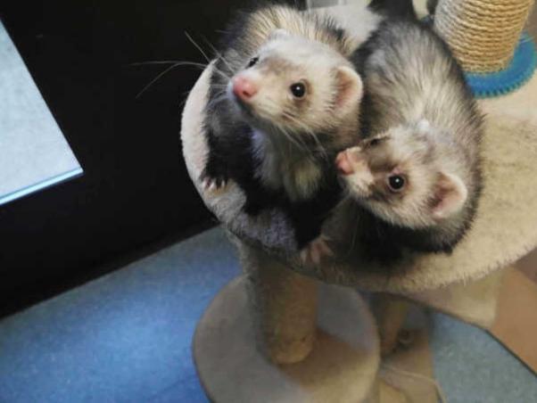 Ozzy and Otter were dumped at the centre on a dark, cold night, they need a patient owner to help them recover https://www.rspca.org.uk/local/blackberry-farm-animal-centre/findapet/details/OZZY/205260/rehome