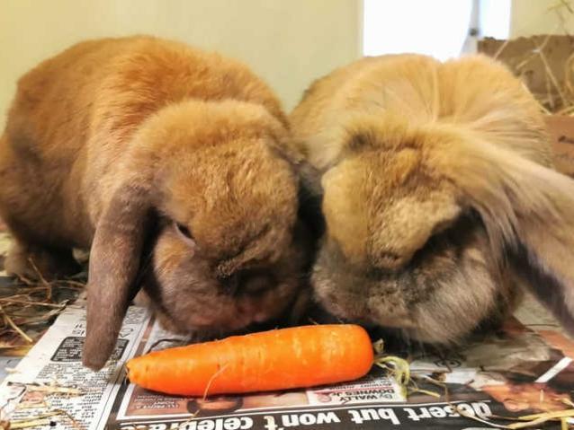 Lola and Tiffy's owners could not cope with them anymore, and these seven year olds are now looking for a forever home https://www.rspca.org.uk/local/blackberry-farm-animal-centre/findapet/details/LOLA/155614/rehome
