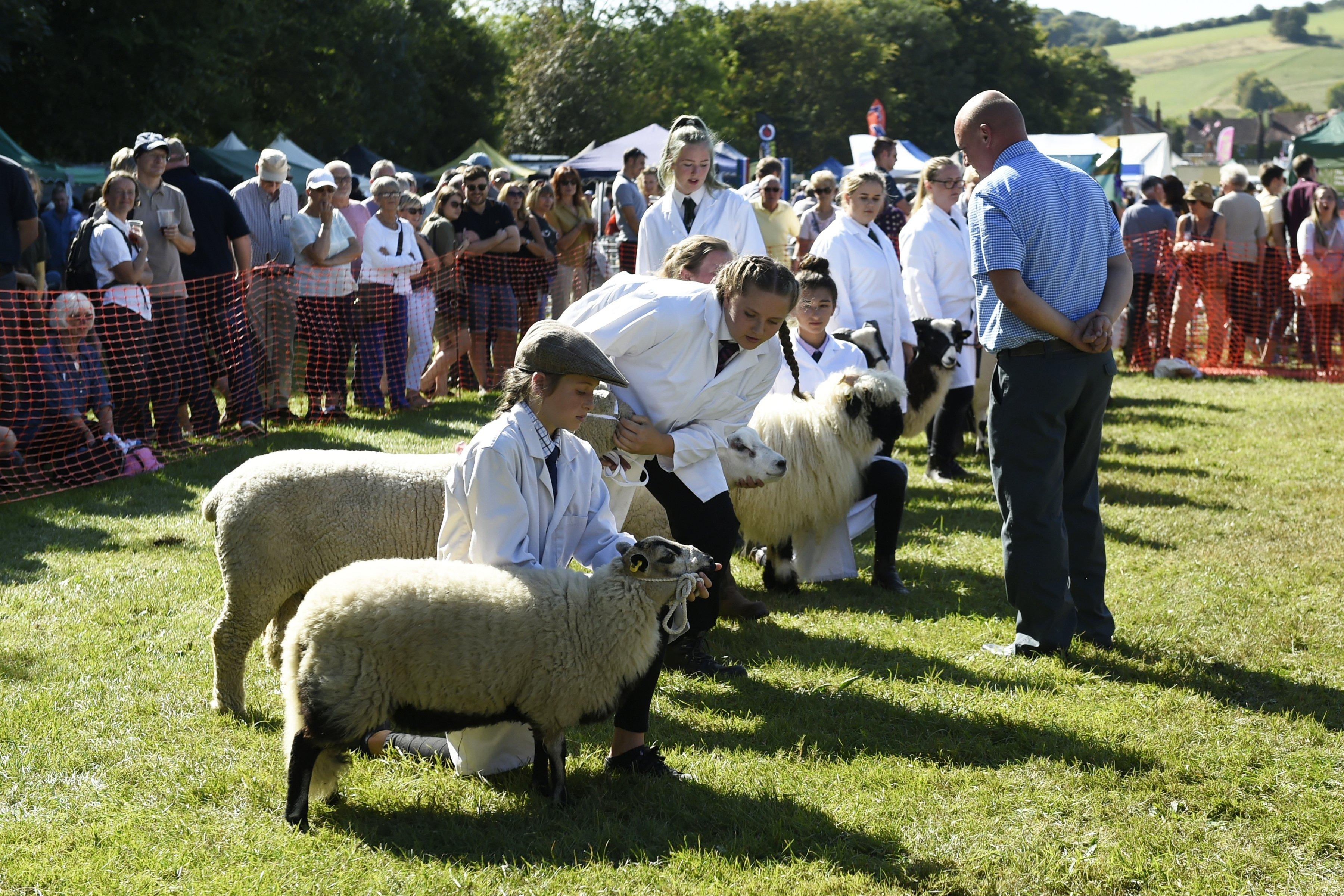 Findon Sheep Fair will be on Saturday, September 12.

Picture: Liz Pearce

LP191355