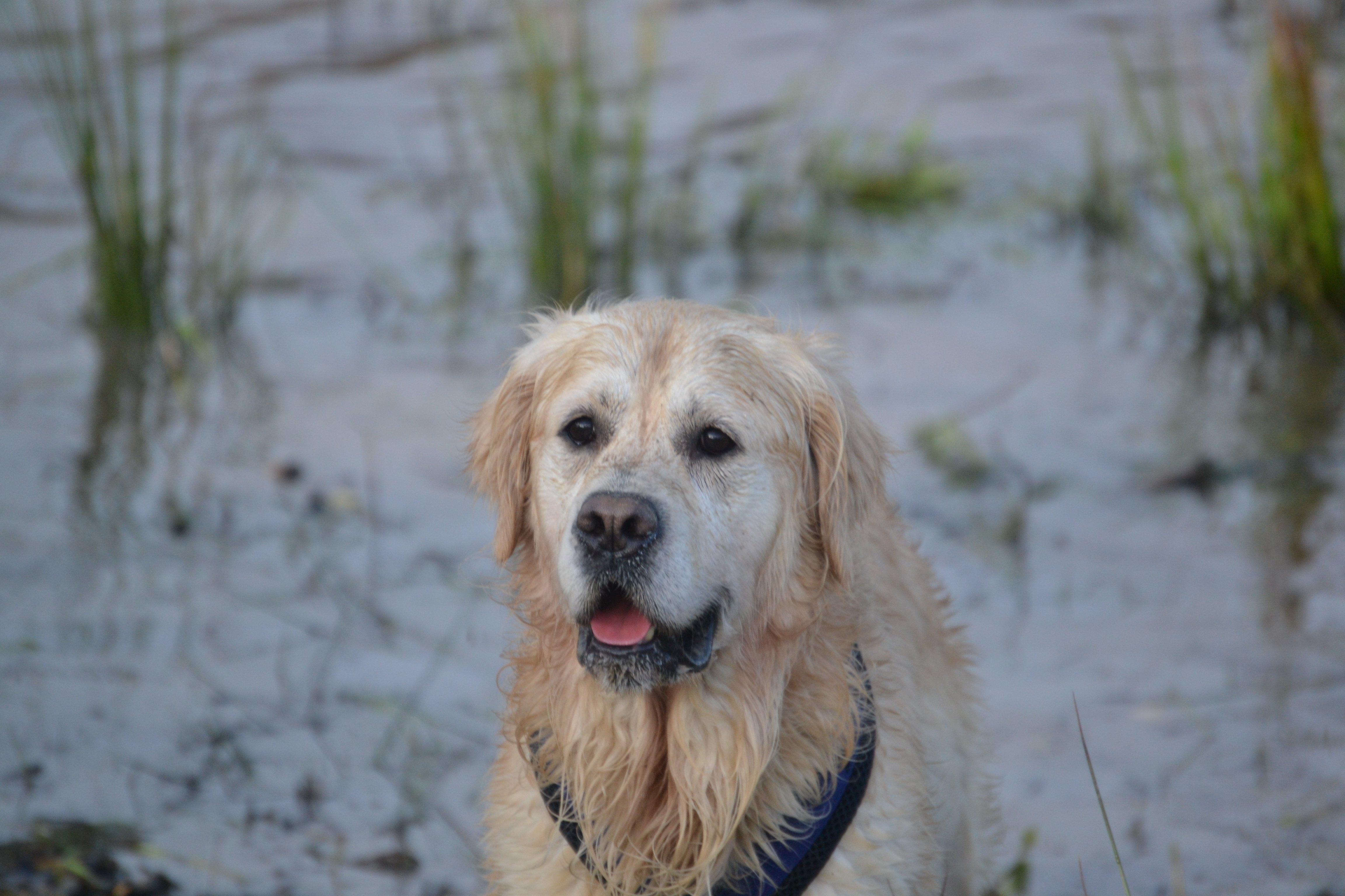 Loving the water at the recent Kent and Sussex Golden Retrievers group meeting, photo courtesy of Millie Goad
