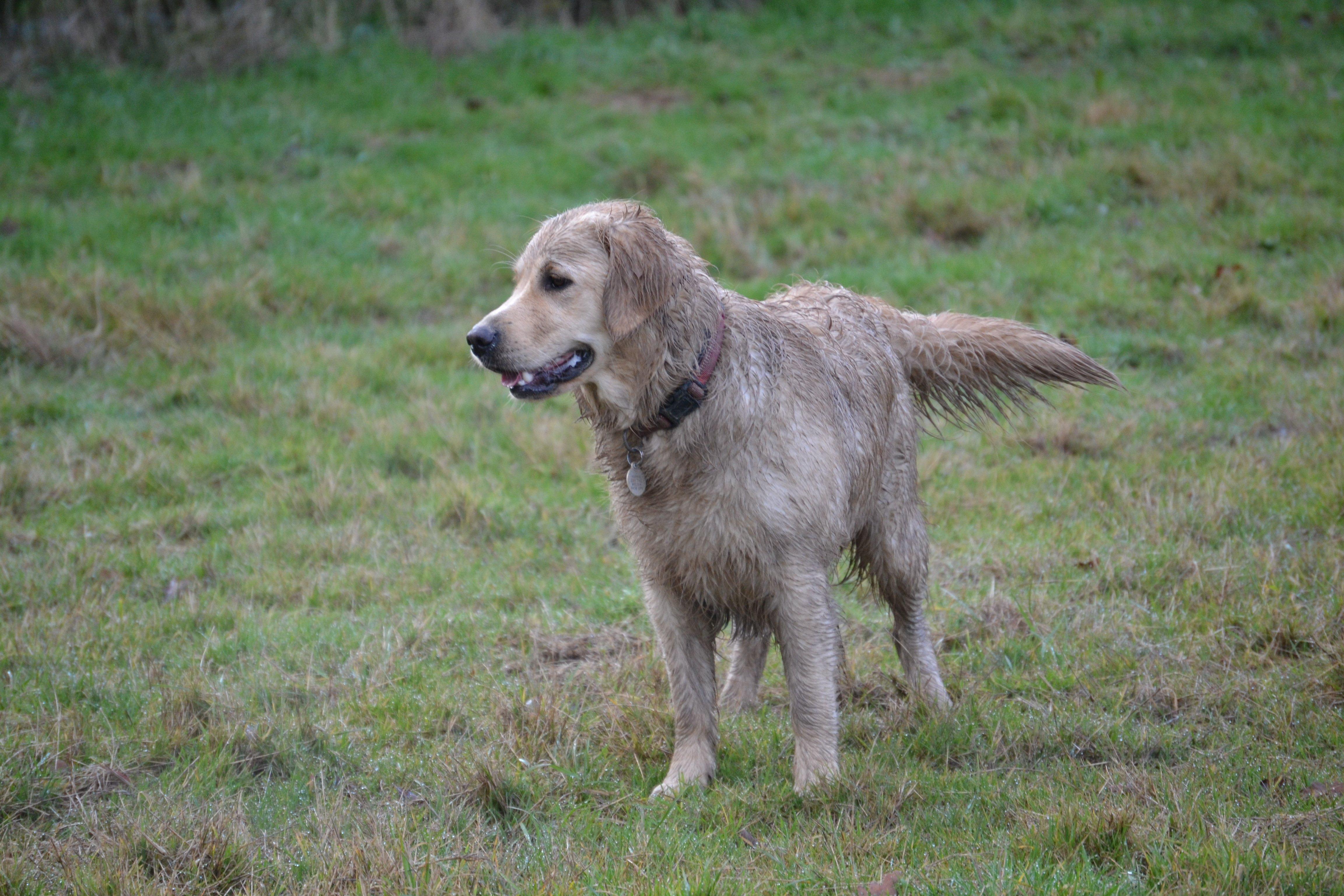 Muddy fun for all the retrievers at Horsted Green Park on Sunday, photo courtesy of  Millie Goad