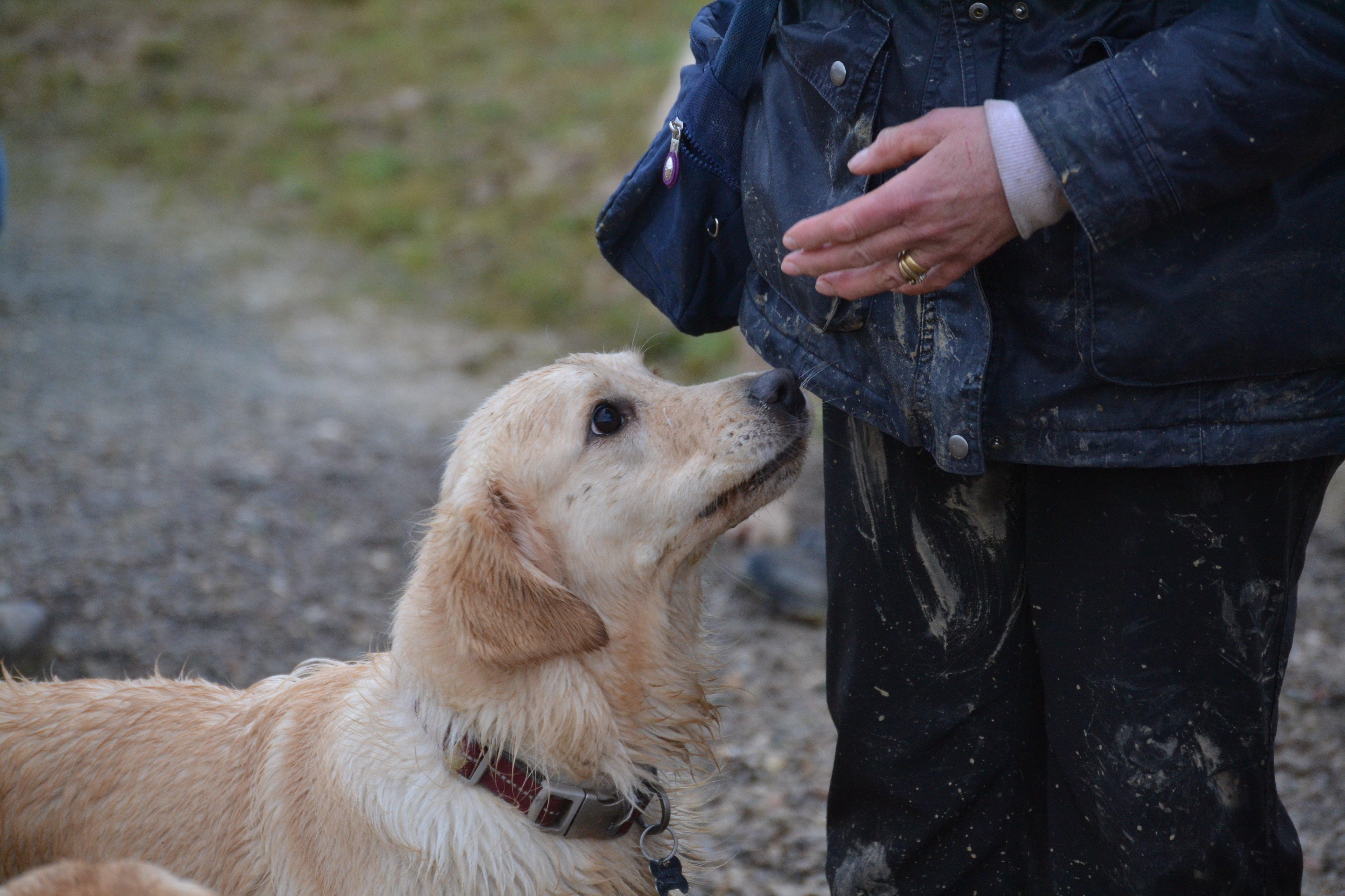 A golden retriever looks for a treat at a recent meeting of 29 dogs and their owners near Uckfield, photo courtesy of  Millie Goad