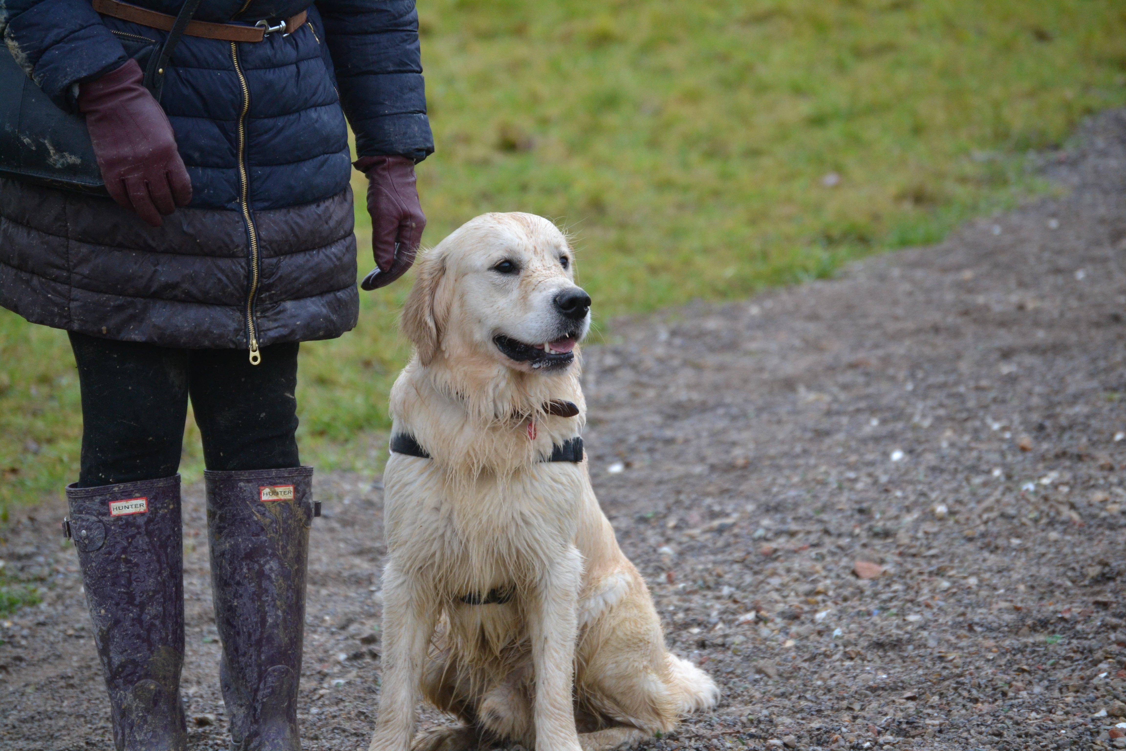 Nearly 30 dogs and their owners met for the first  Kent and Sussex Golden Retrievers meeting of 2020, photo courtesy of Millie Goad