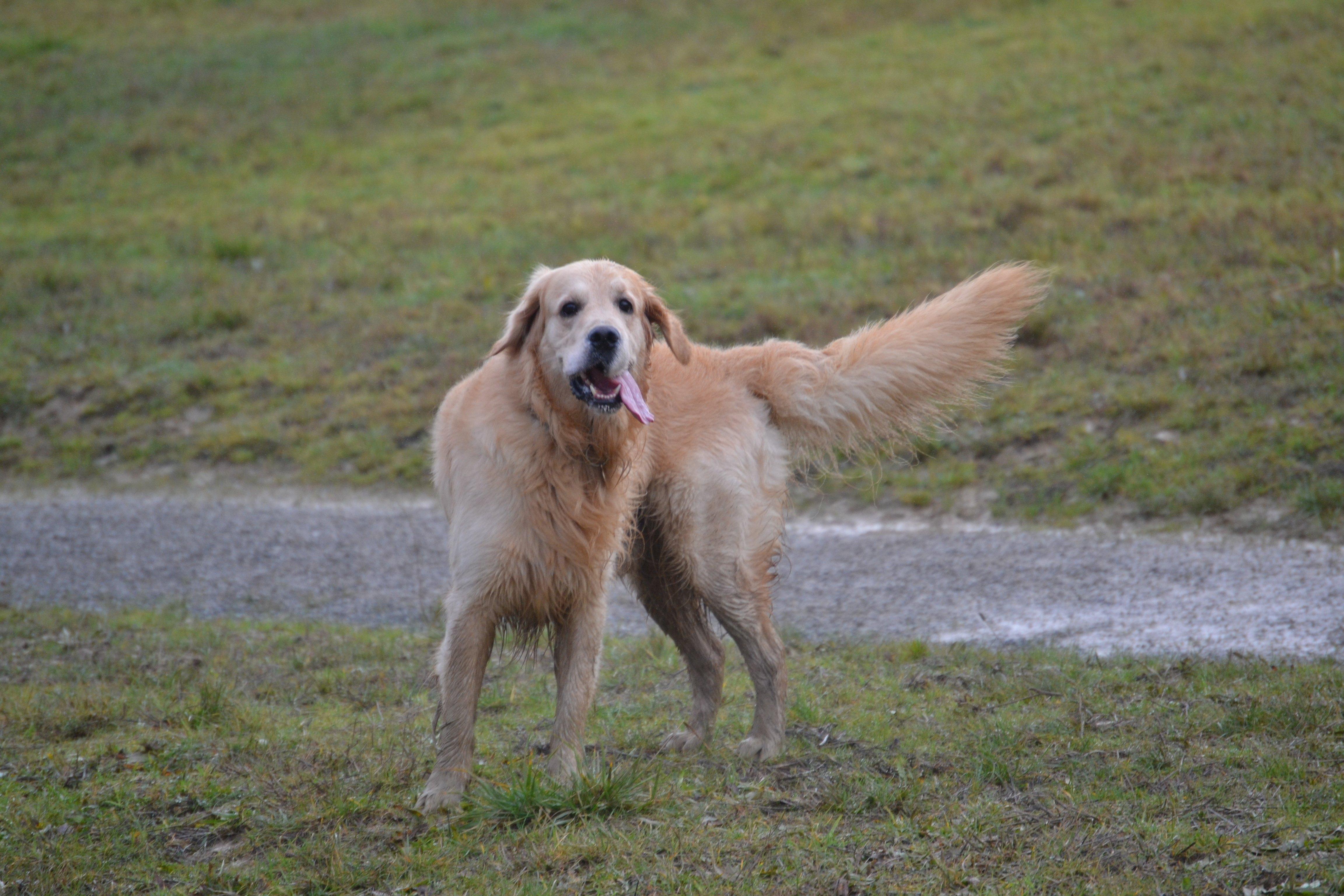 A golden retriever enjoying its time at Horsted Green Park this weekend, photo courtesy of Millie Goad