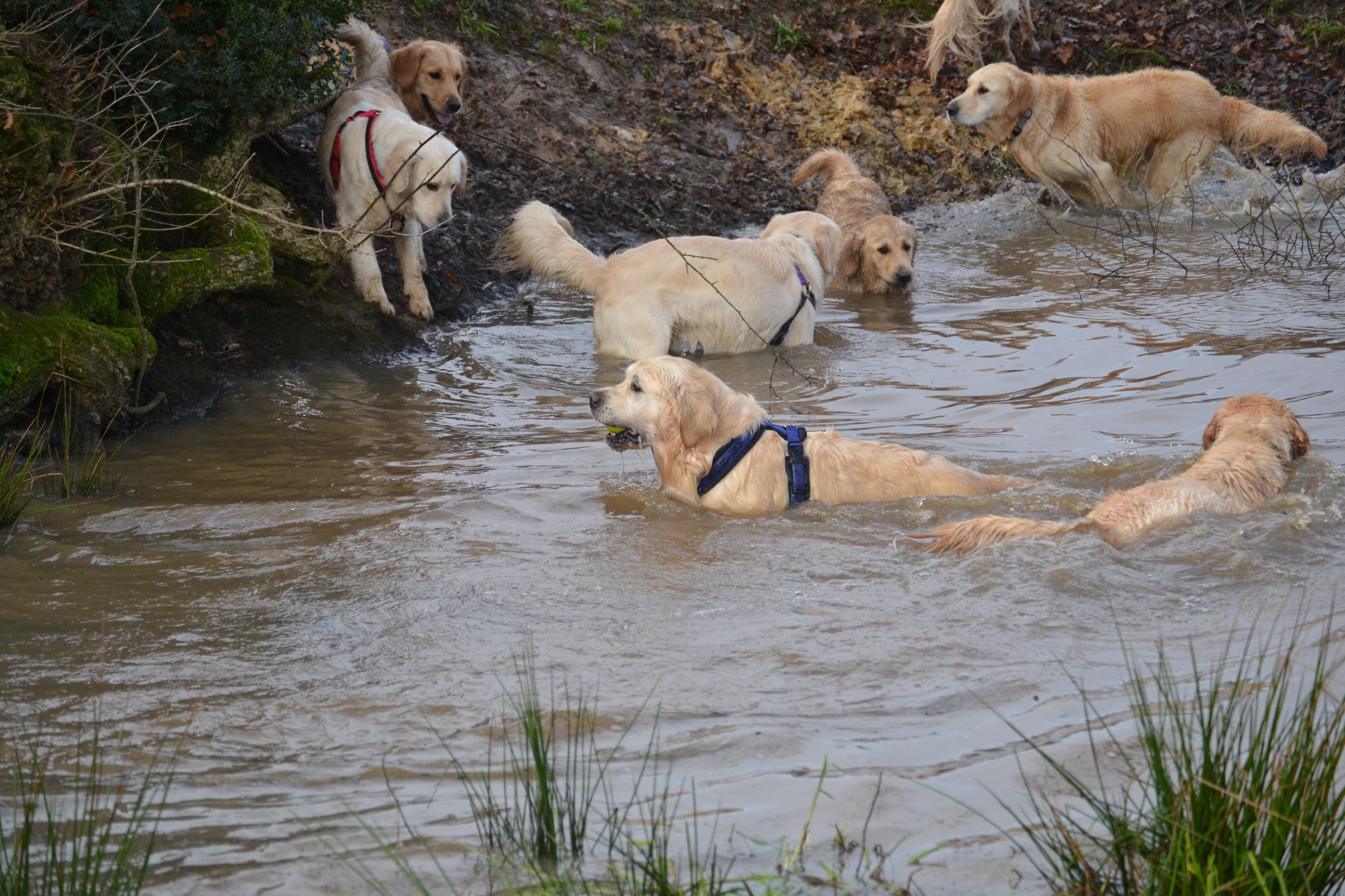 Golden Retrievers take to the water at Horsted Green Park, Uckfield, photo courtesy of Millie Goad